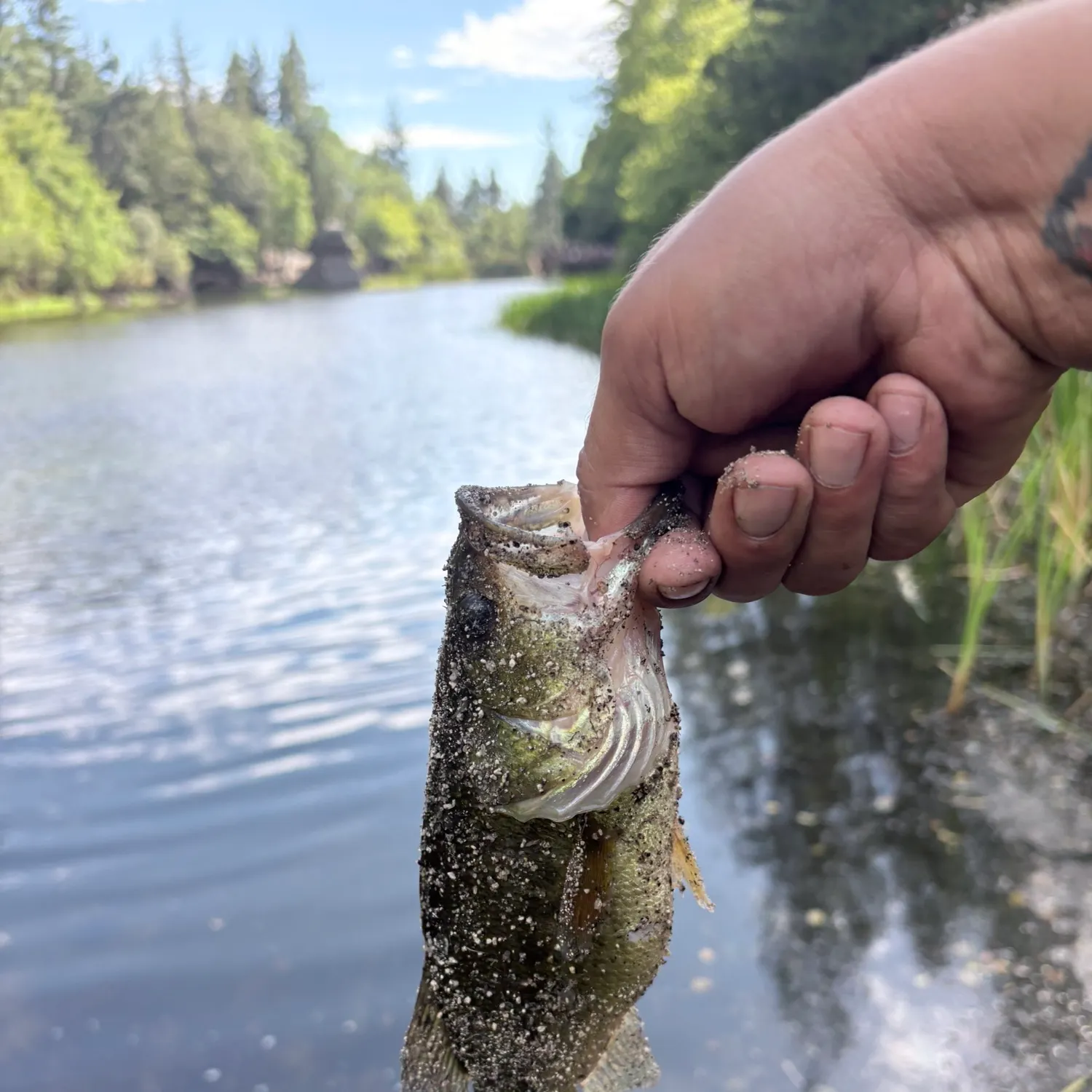 catch