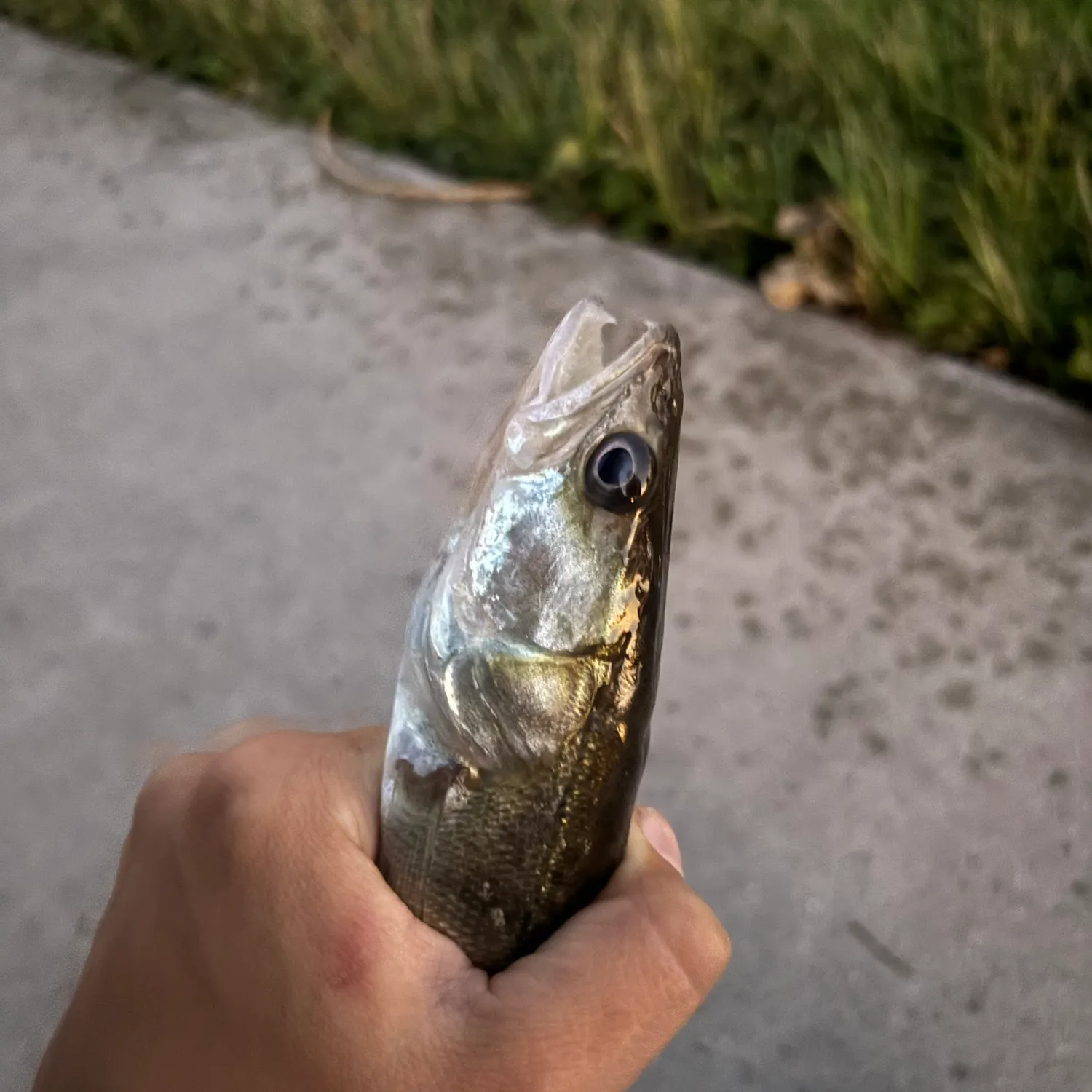 Zander caught on Fishbrain