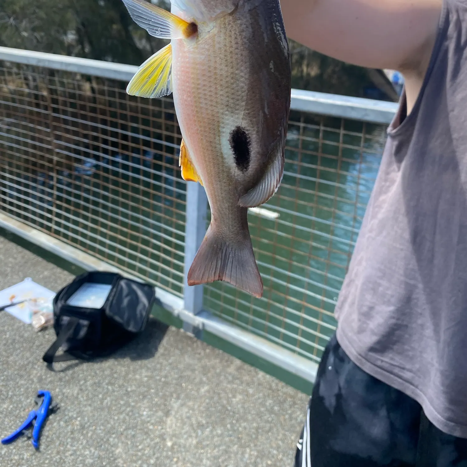 Moses perch caught on Fishbrain