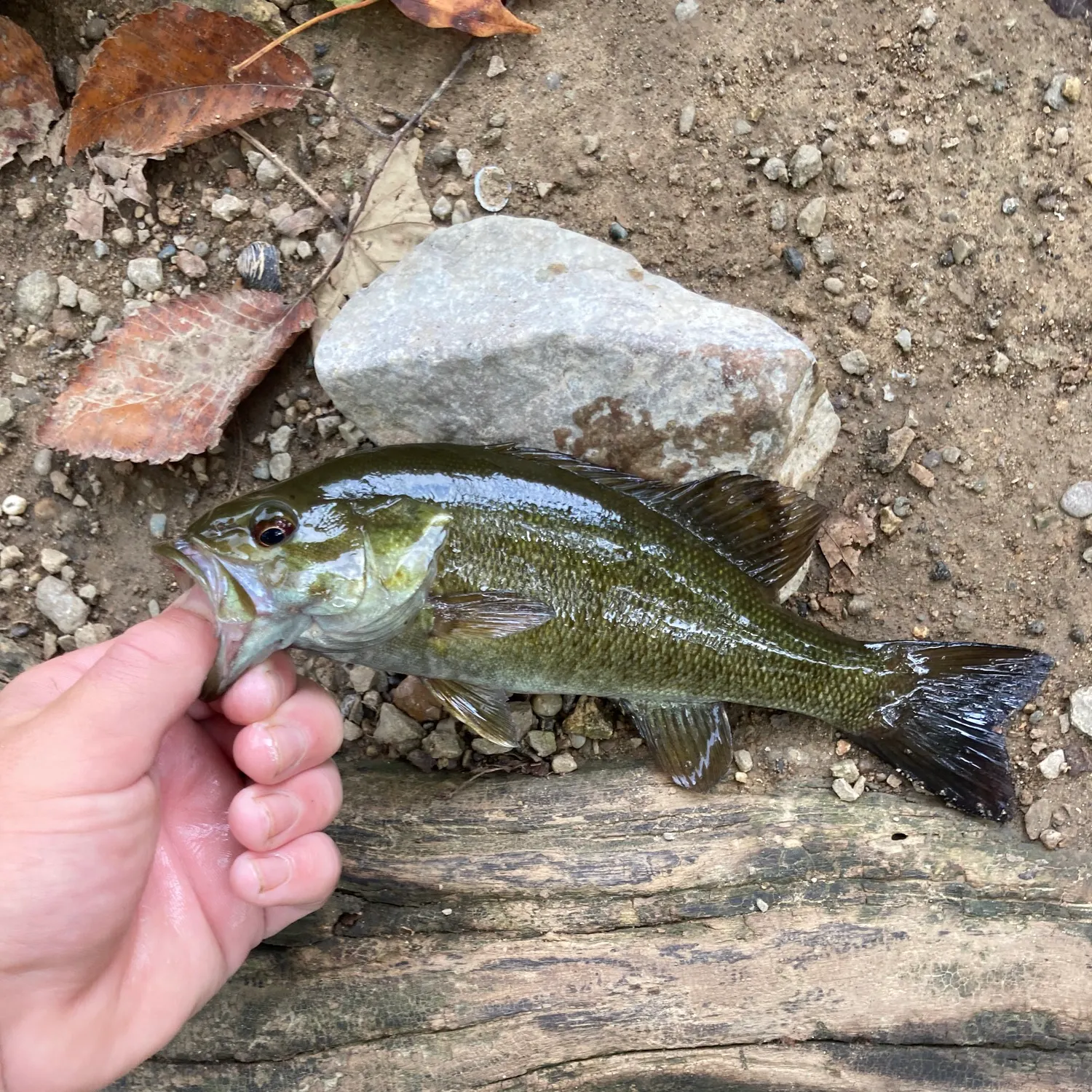 Smallmouth bass caught on Fishbrain