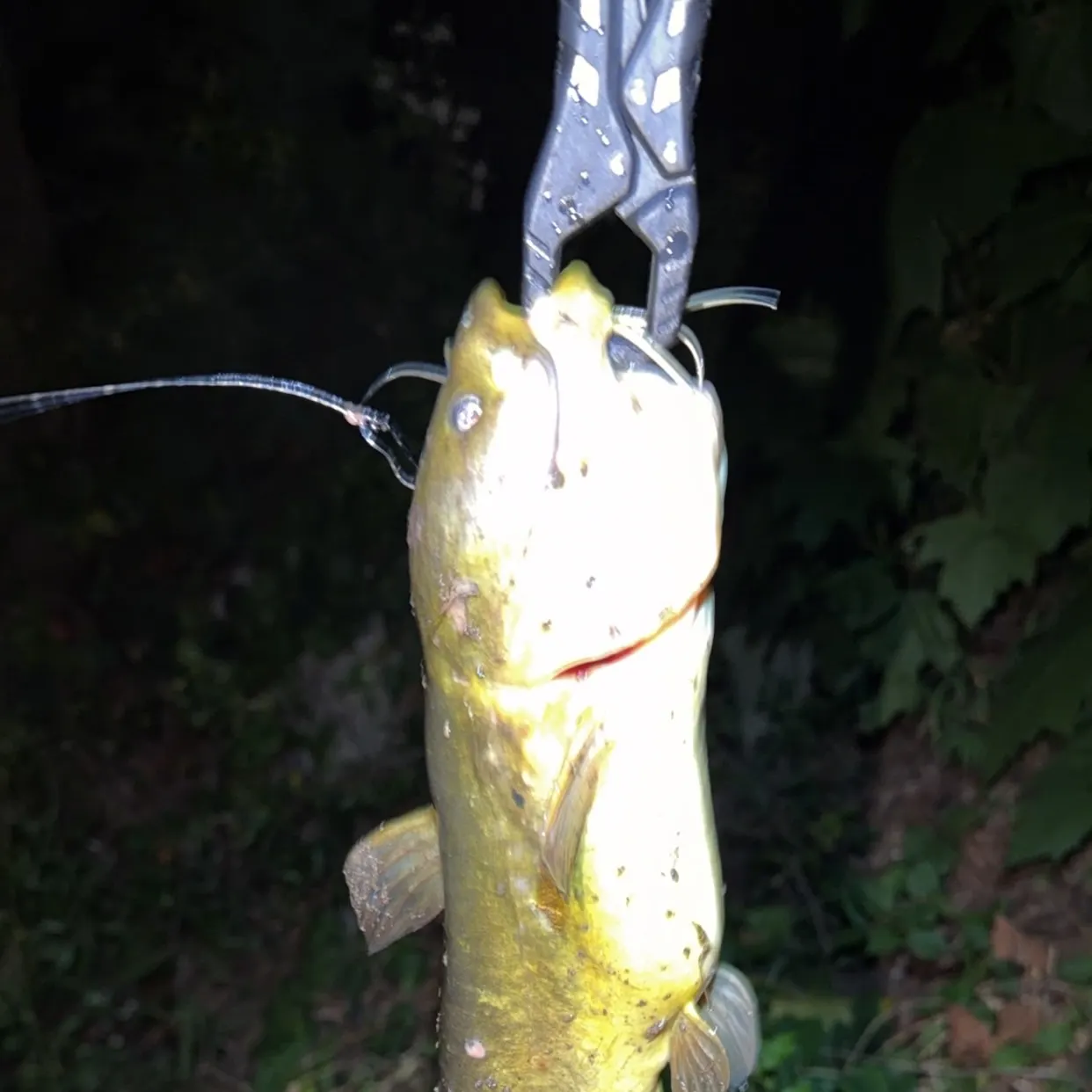 Channel catfish caught on Fishbrain