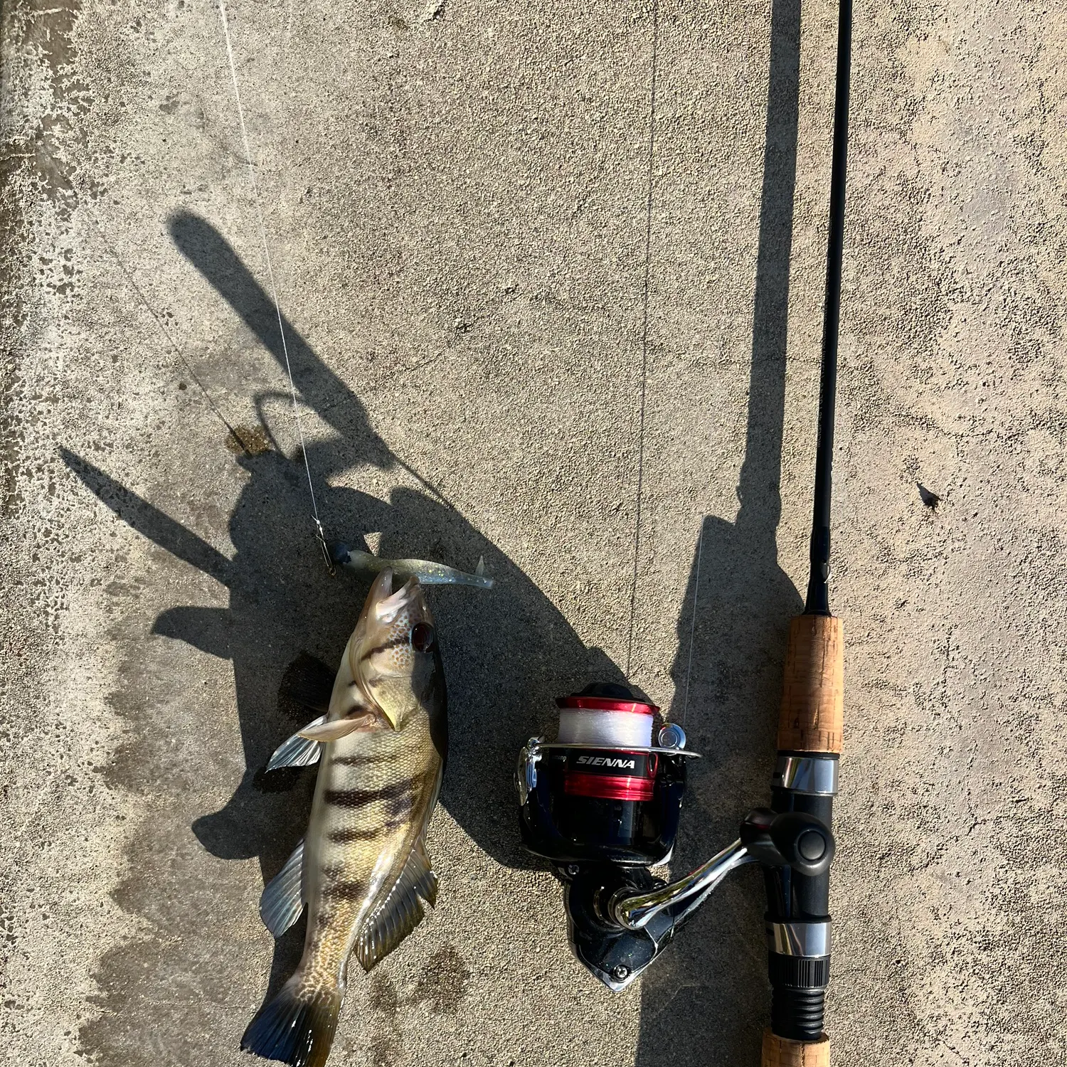 Barred sand bass caught on Fishbrain