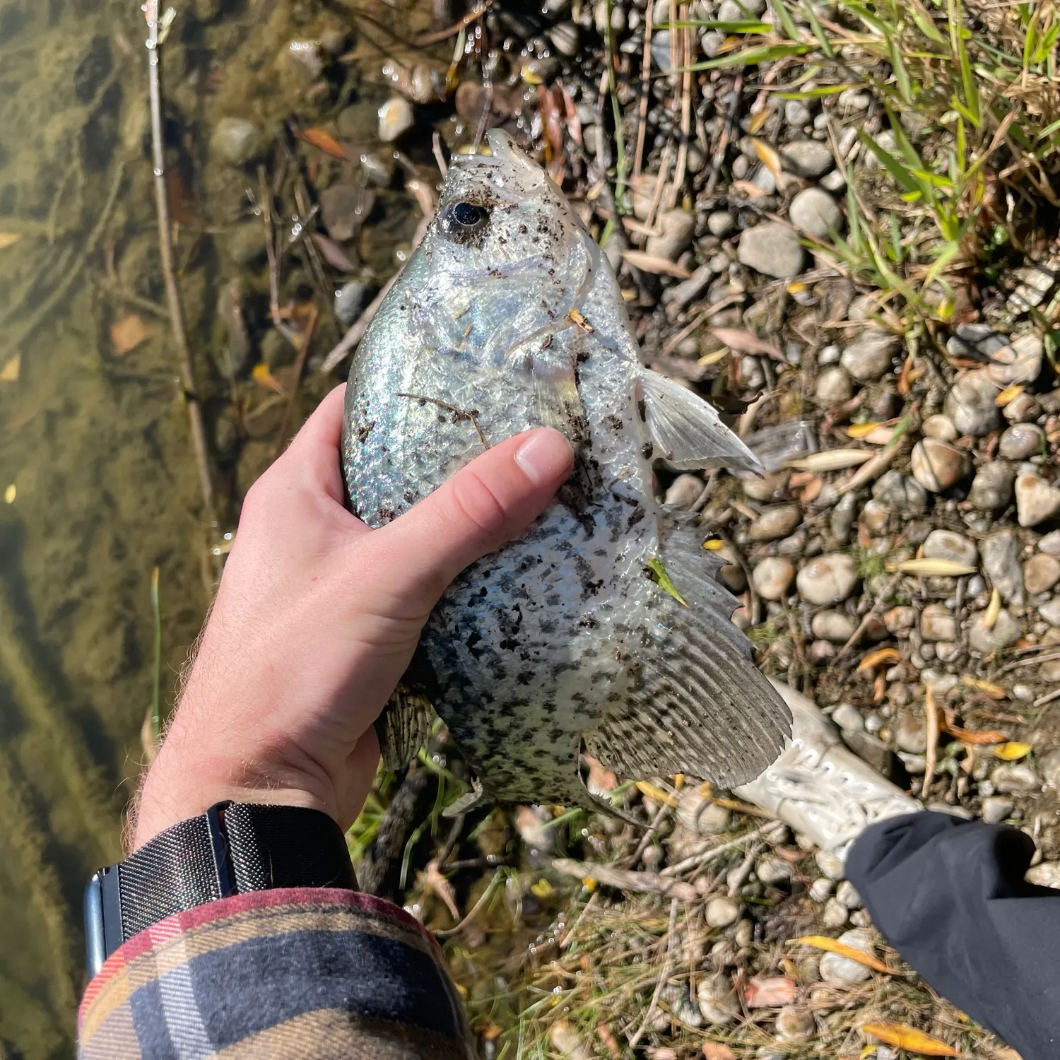 Black crappie caught on Fishbrain