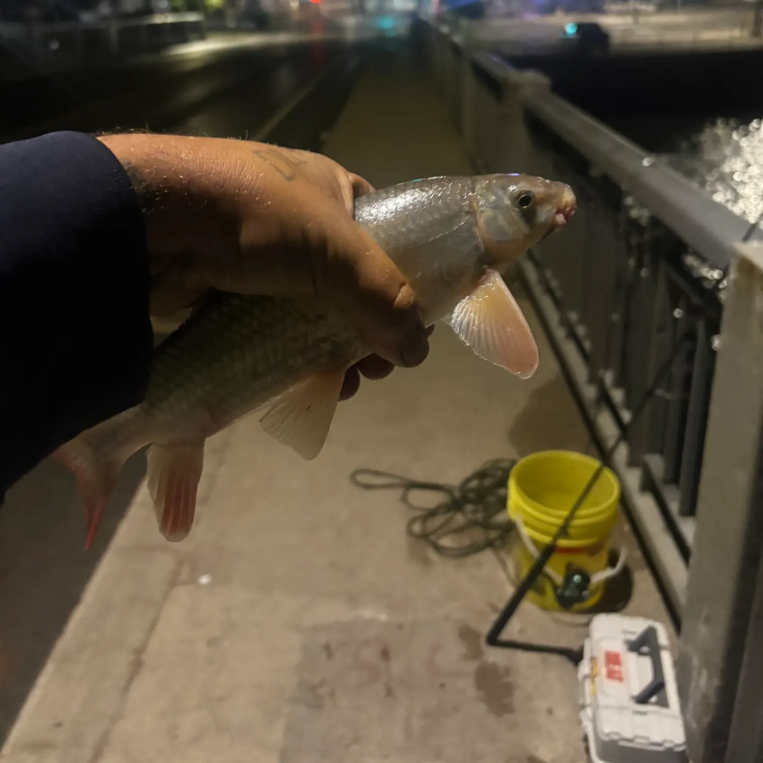 The most recent Smallmouth redhorse catches on Fishbrain