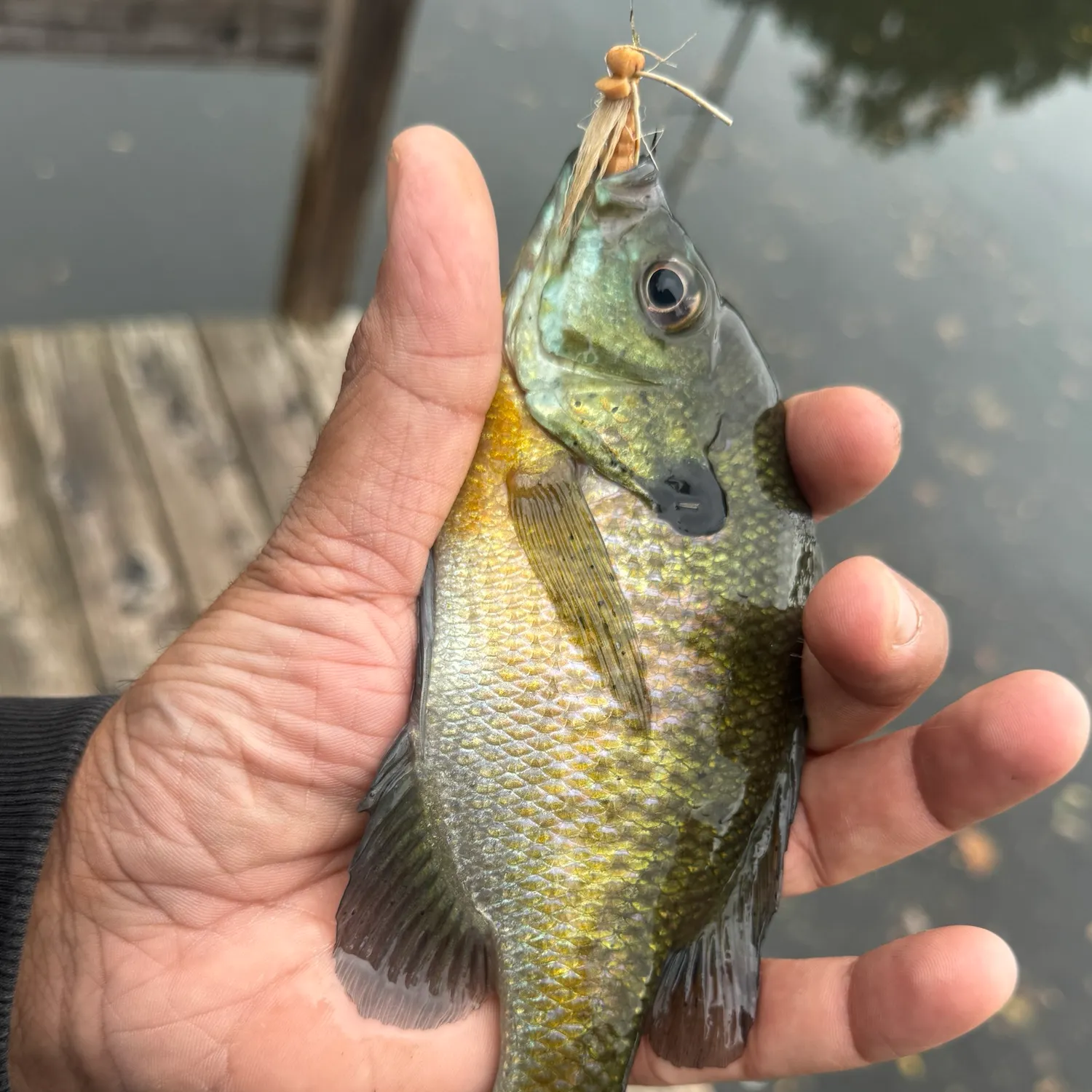 Bluegill caught on Fishbrain