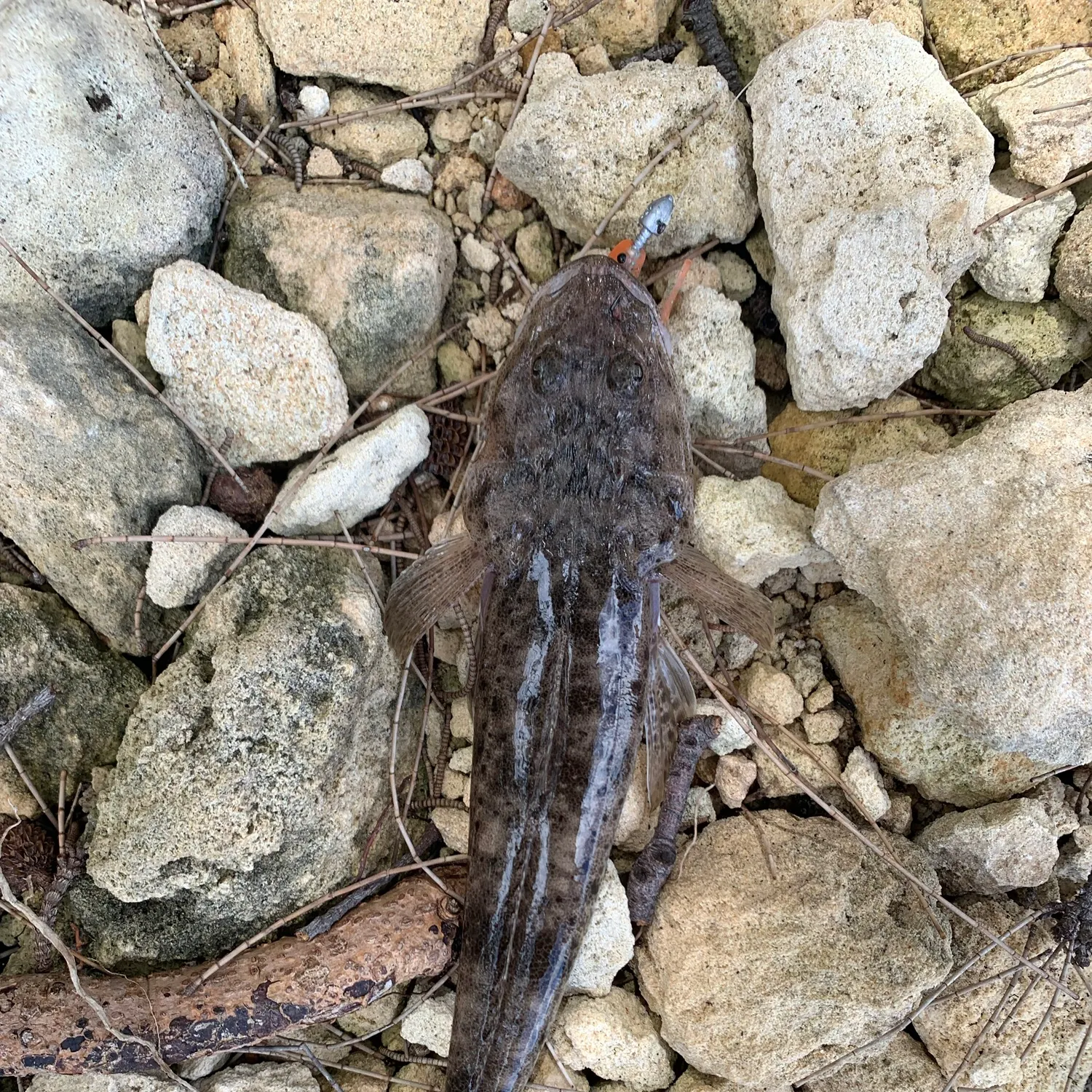 Bartail flathead caught on Fishbrain