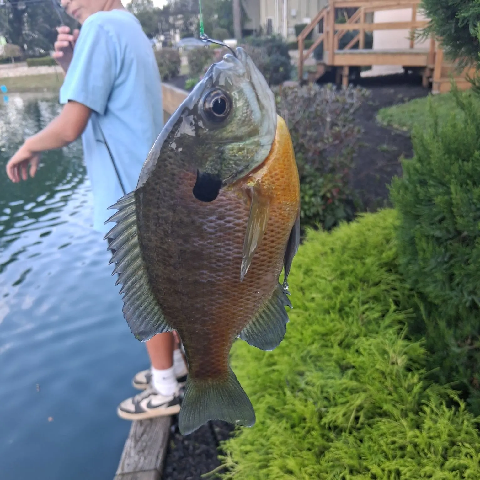 Bluegill caught on Fishbrain