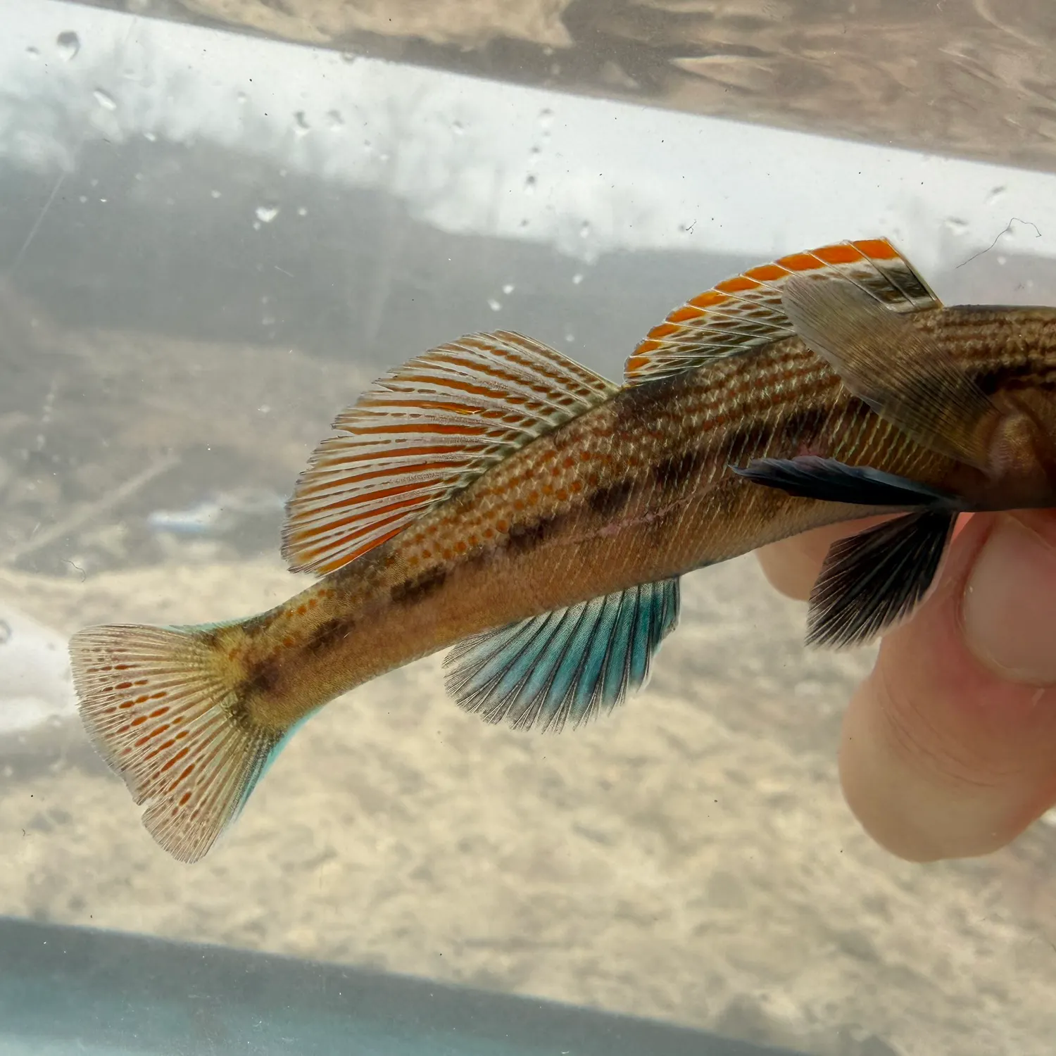 The most recent Rainbow darter catches on Fishbrain