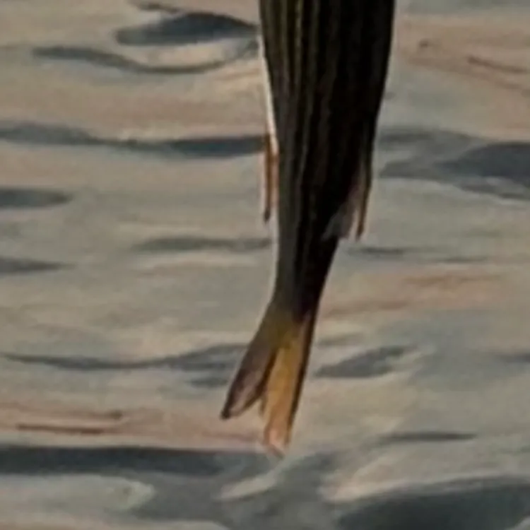 Rock bass caught on Fishbrain