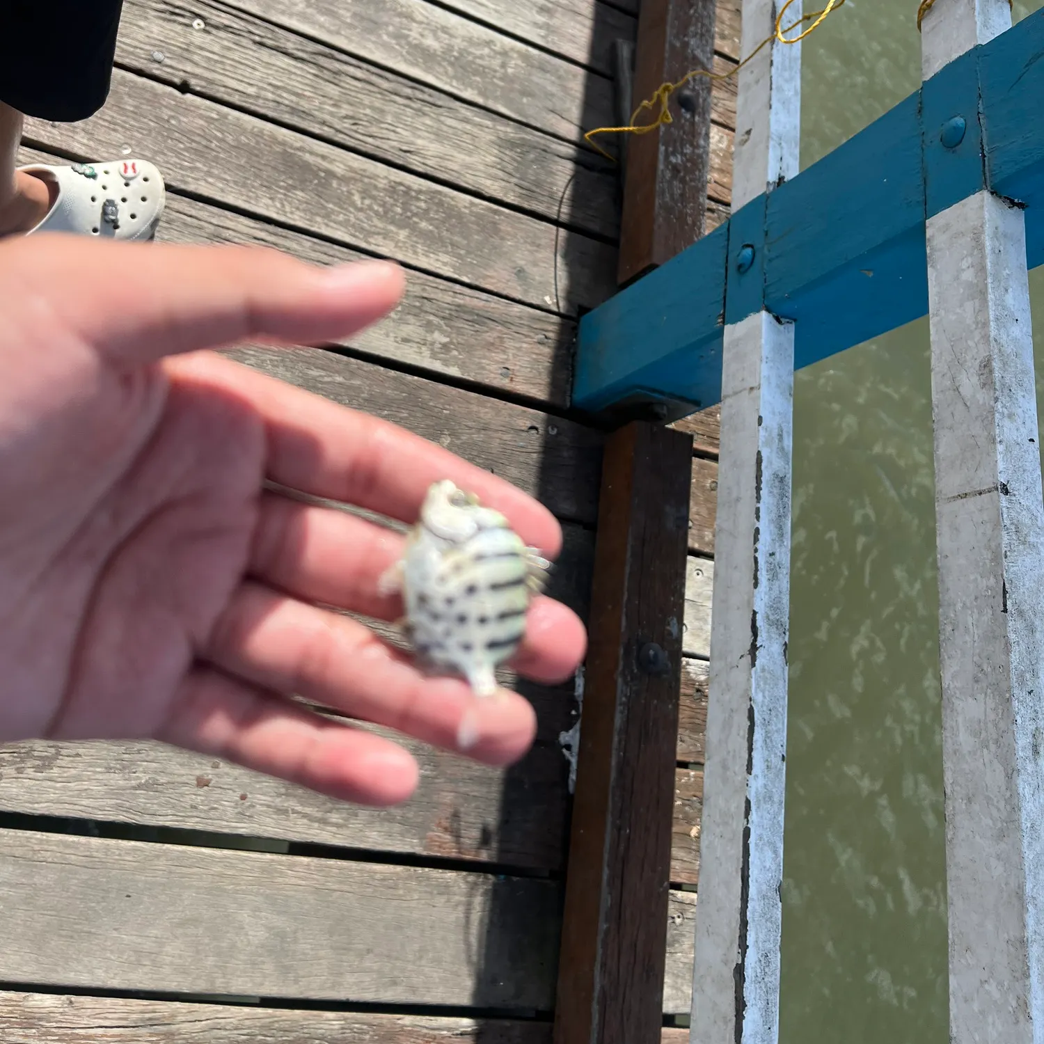 The most recent Spotted scat catches on Fishbrain