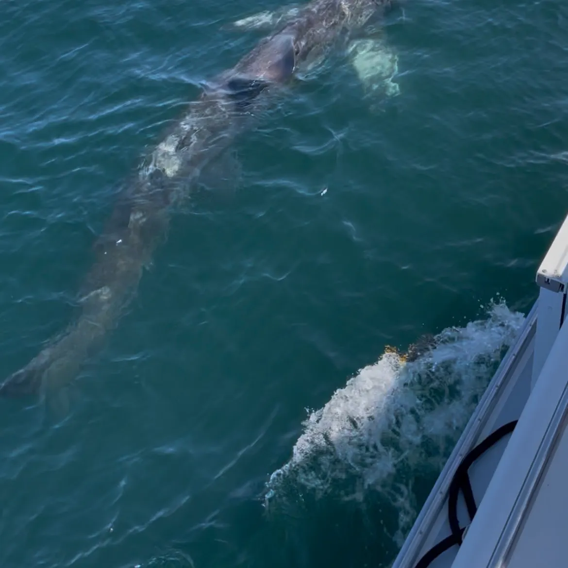 The most recent Basking shark catches on Fishbrain