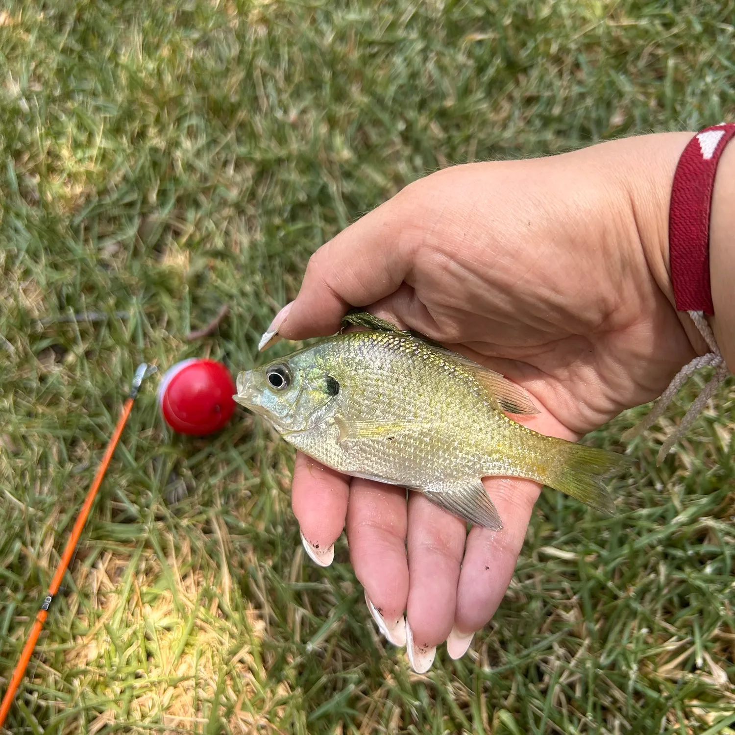 Bluegill caught on Fishbrain