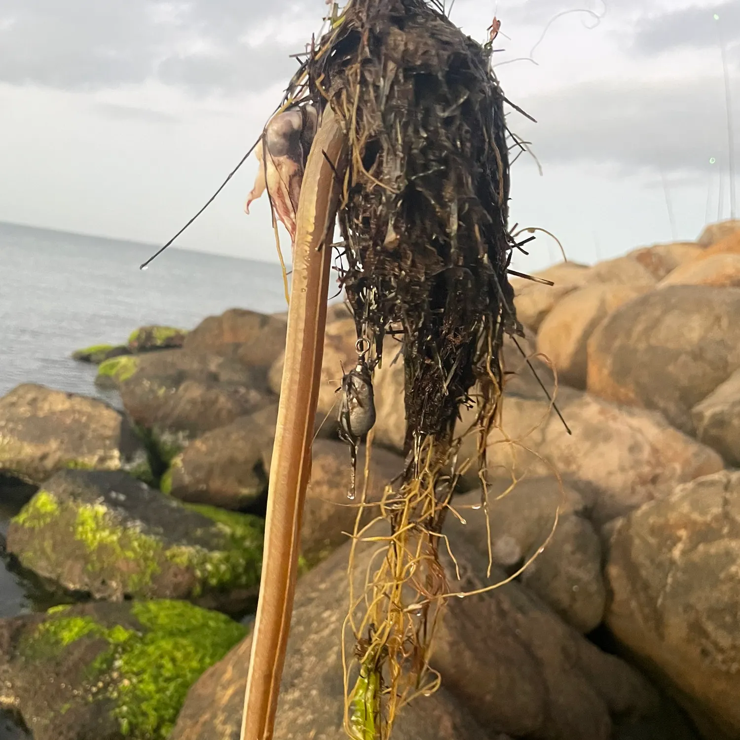 The most recent Asian swamp eel catches on Fishbrain