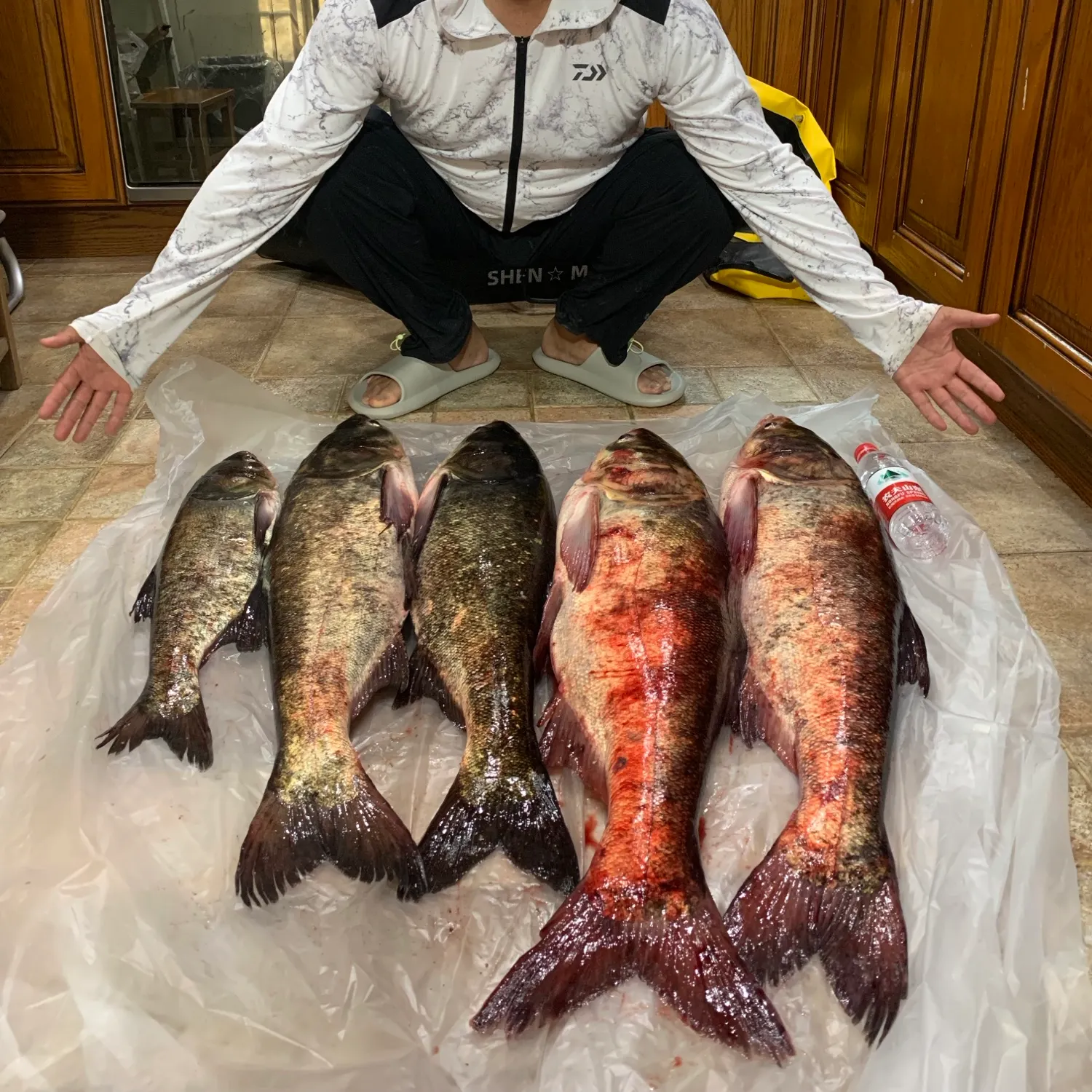 Bighead carp caught on Fishbrain