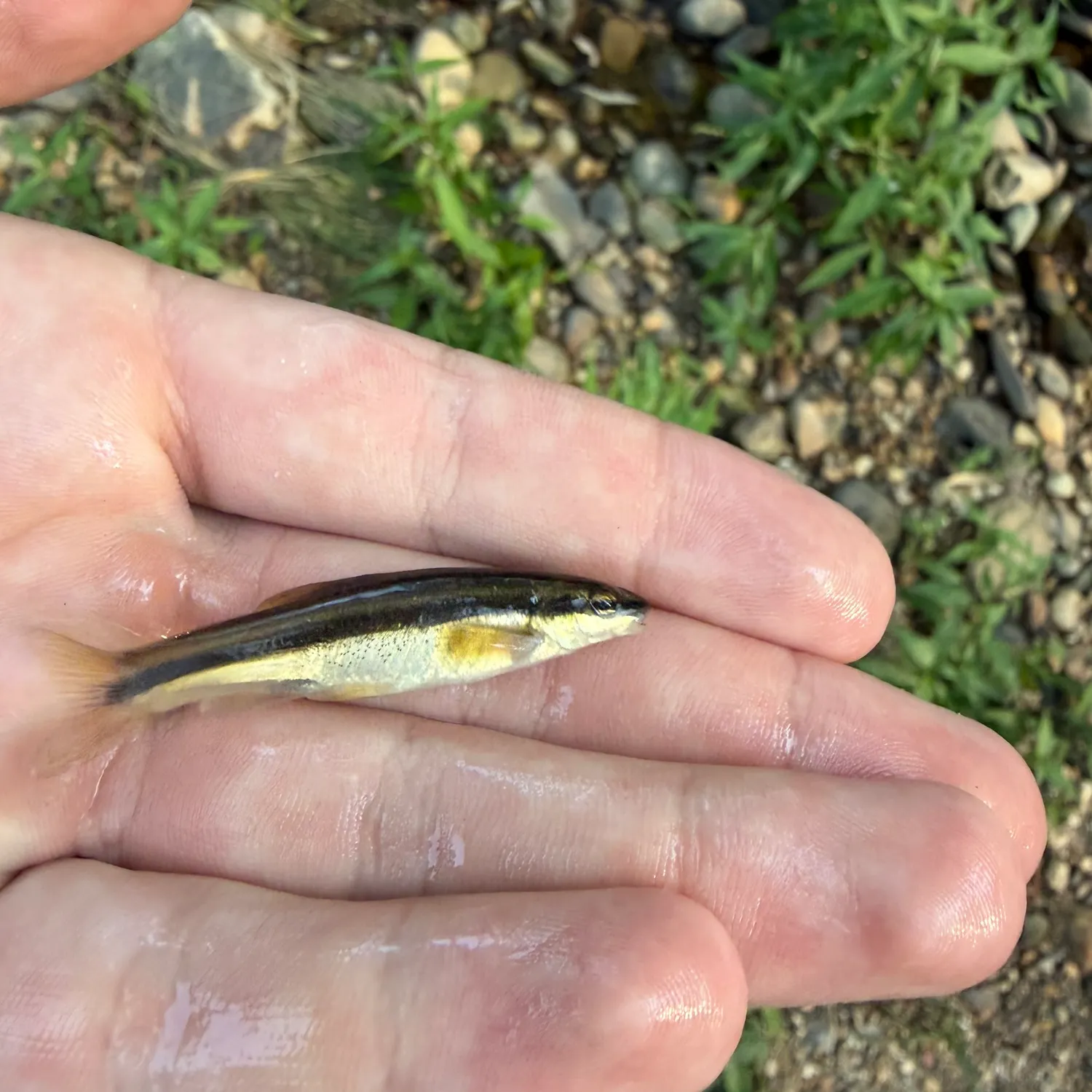 The most recent Eastern blacknose dace catches on Fishbrain
