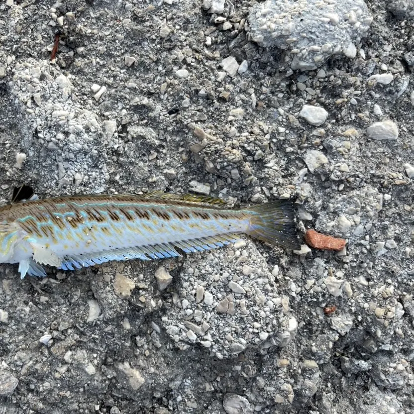 Greater weever caught on Fishbrain