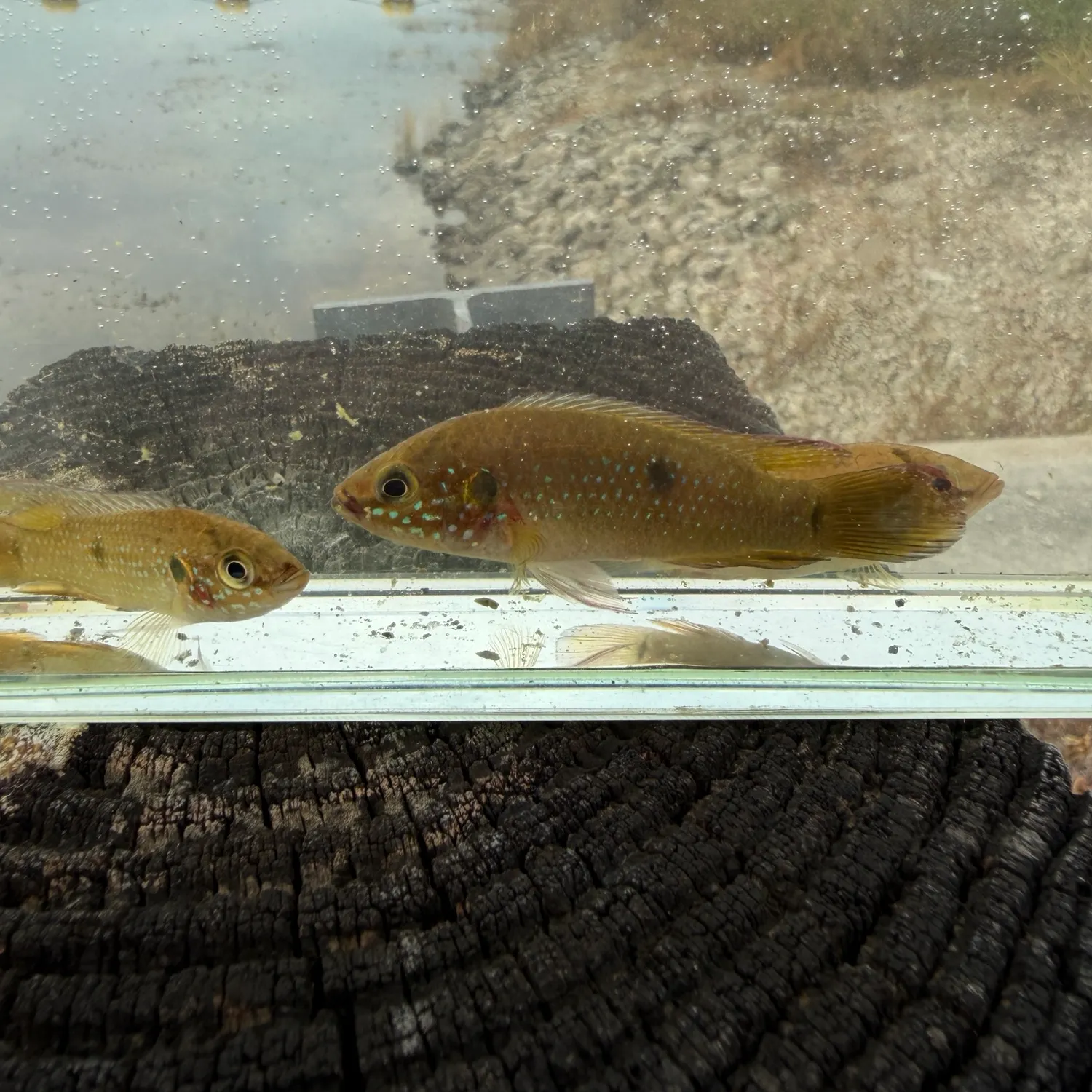 The most recent African Jewelfish catches on Fishbrain
