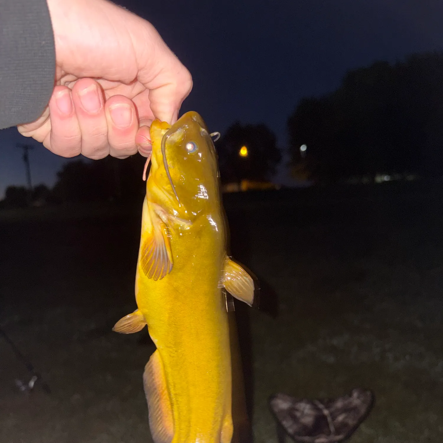 Yellow bullhead caught on Fishbrain