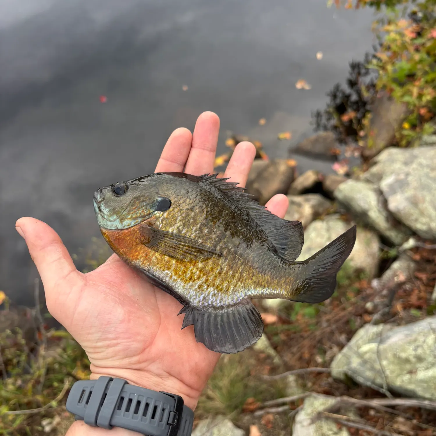 Bluegill caught on Fishbrain