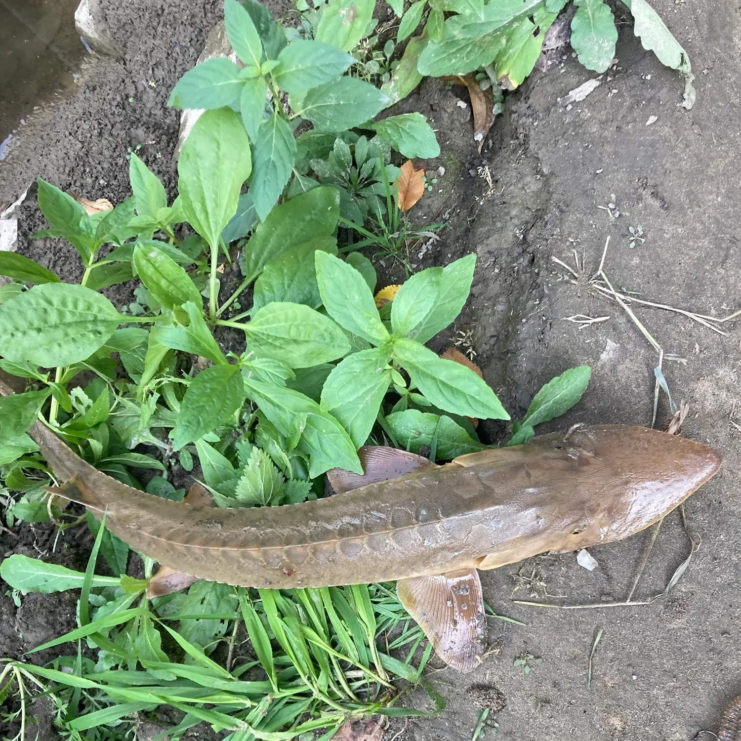 Shovelnose sturgeon caught on Fishbrain