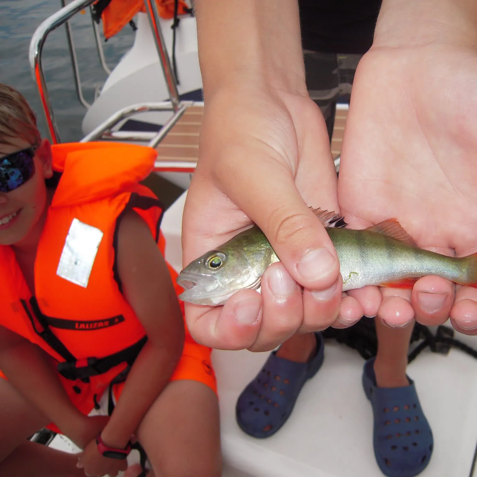 European perch caught on Fishbrain