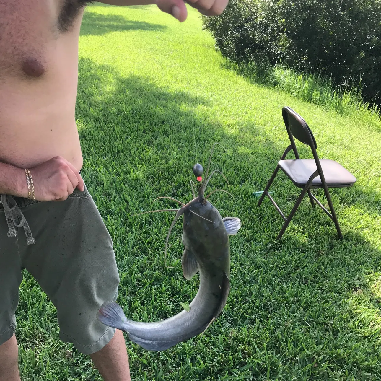 The most recent Walking catfish catches on Fishbrain