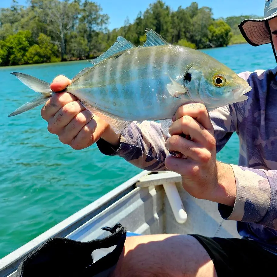 The most recent Silver trevally catches on Fishbrain
