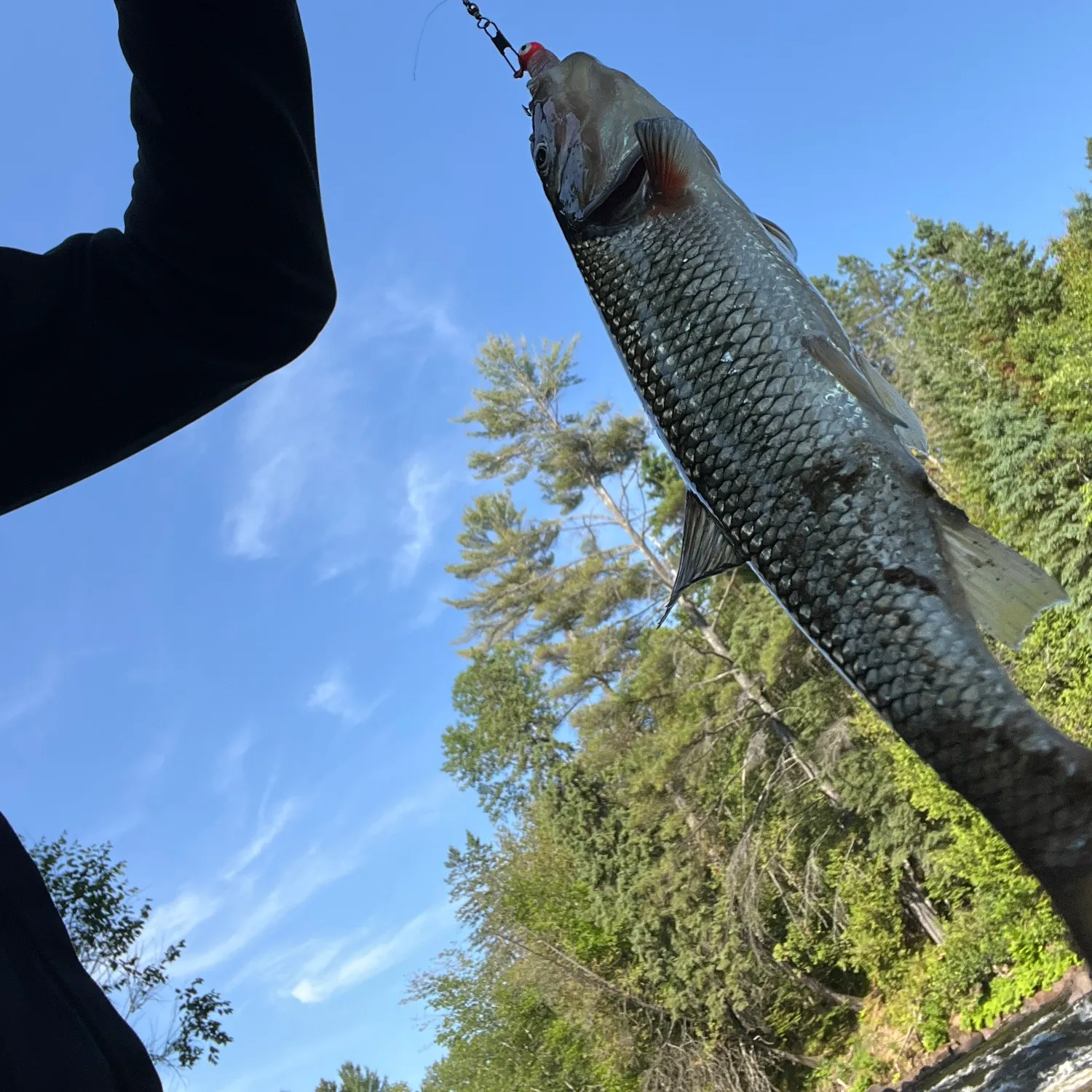 The most recent Fallfish catches on Fishbrain