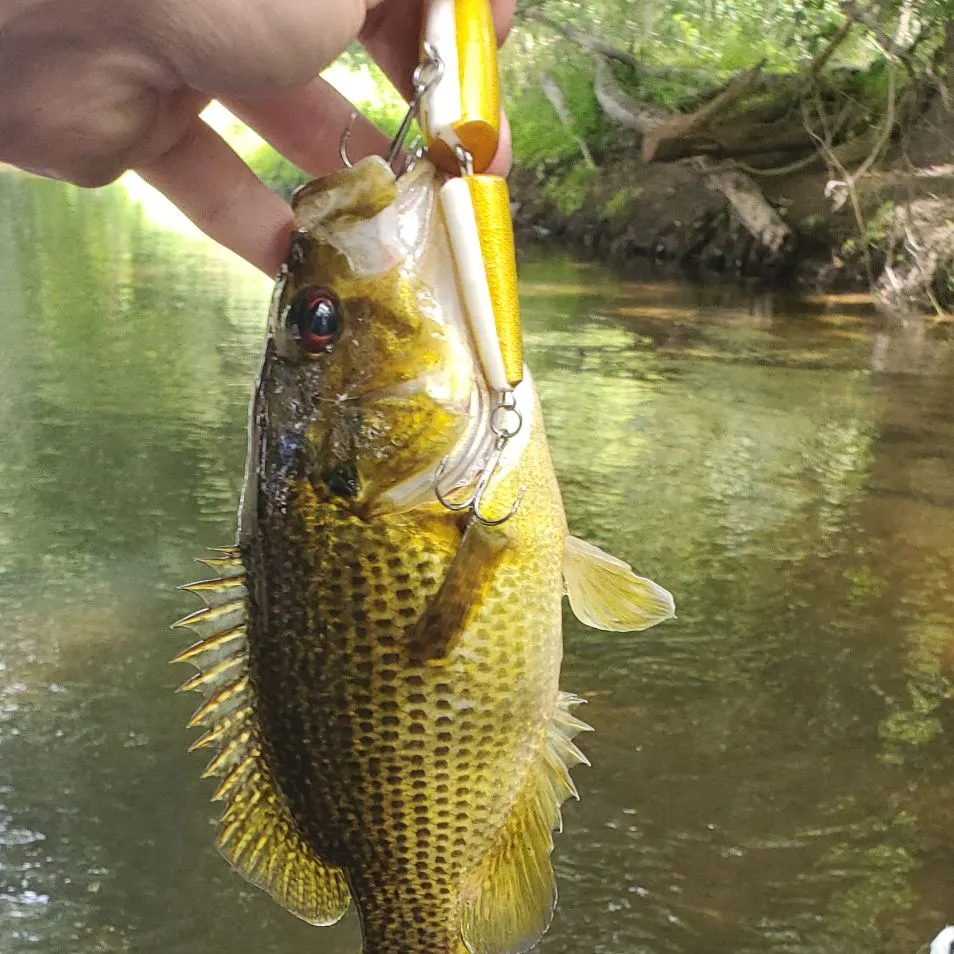 Rock bass caught on Fishbrain