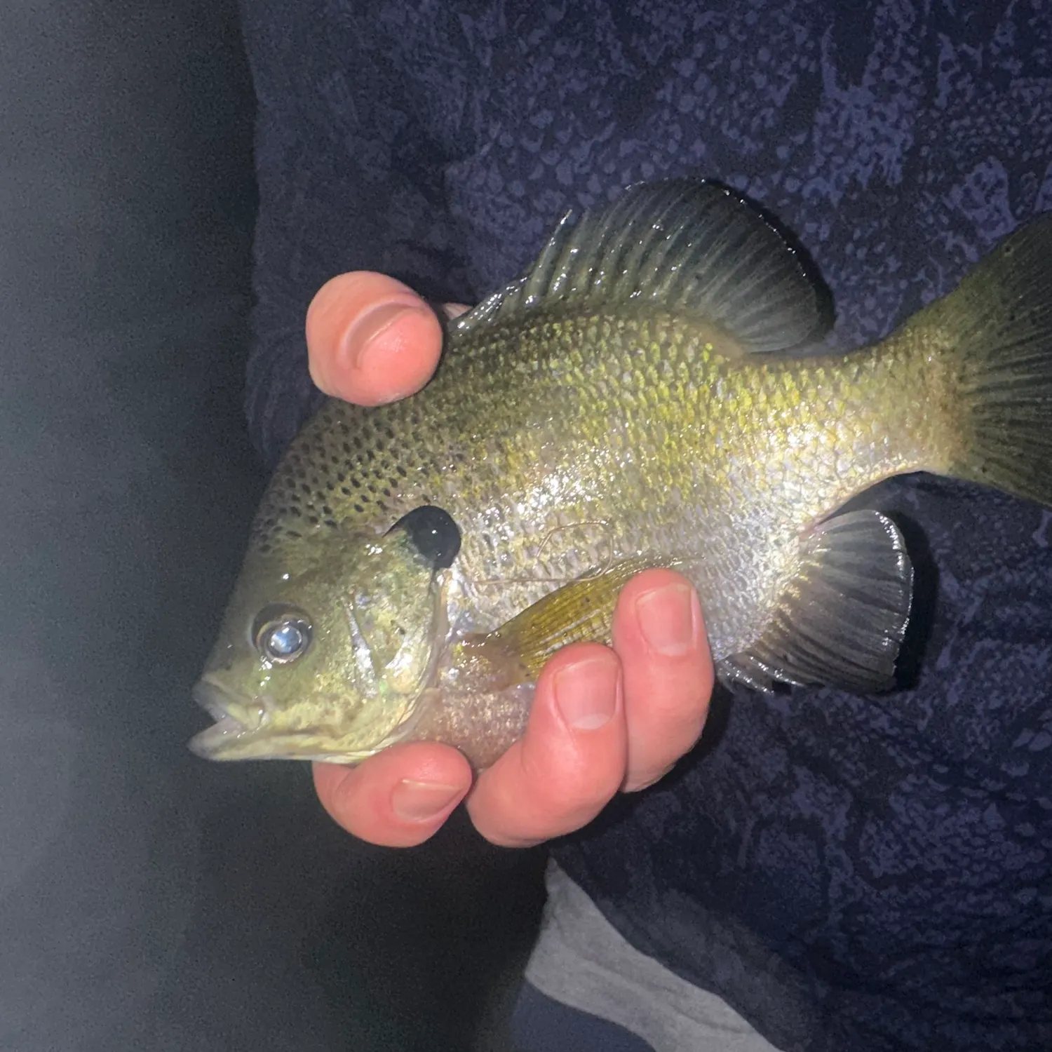 Fish caught on Fishbrain