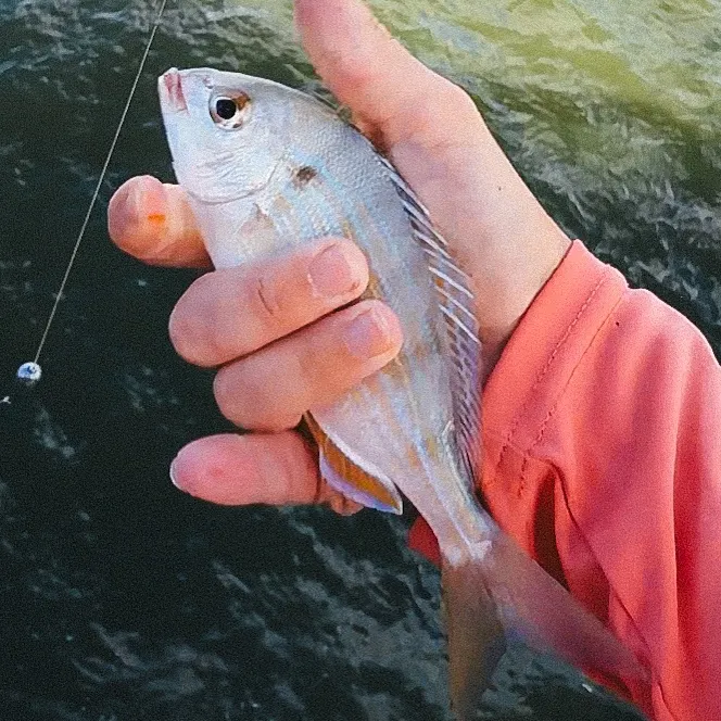 Pinfish caught on Fishbrain