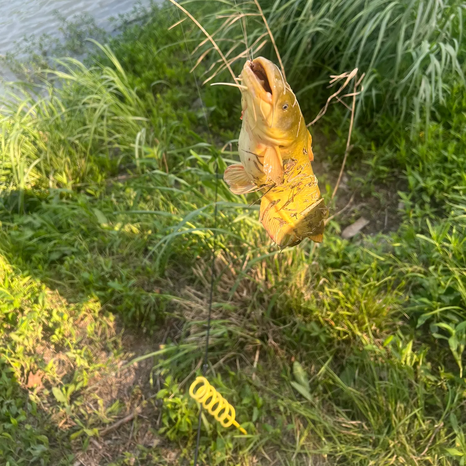 The most recent Yellow bullhead catches on Fishbrain