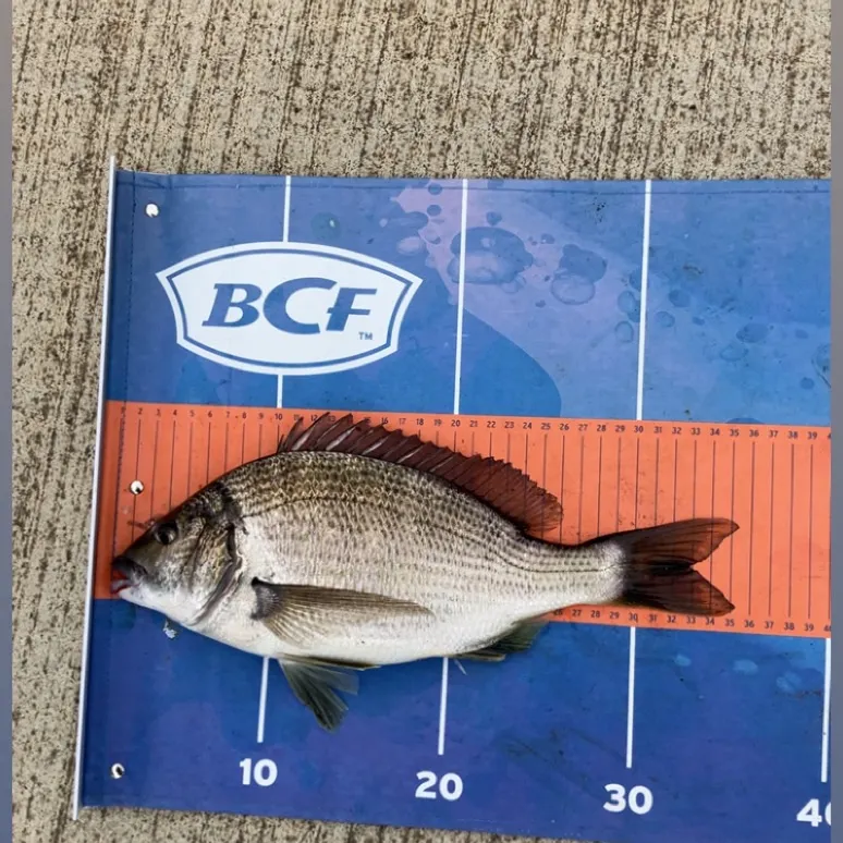 Southern black bream caught on Fishbrain