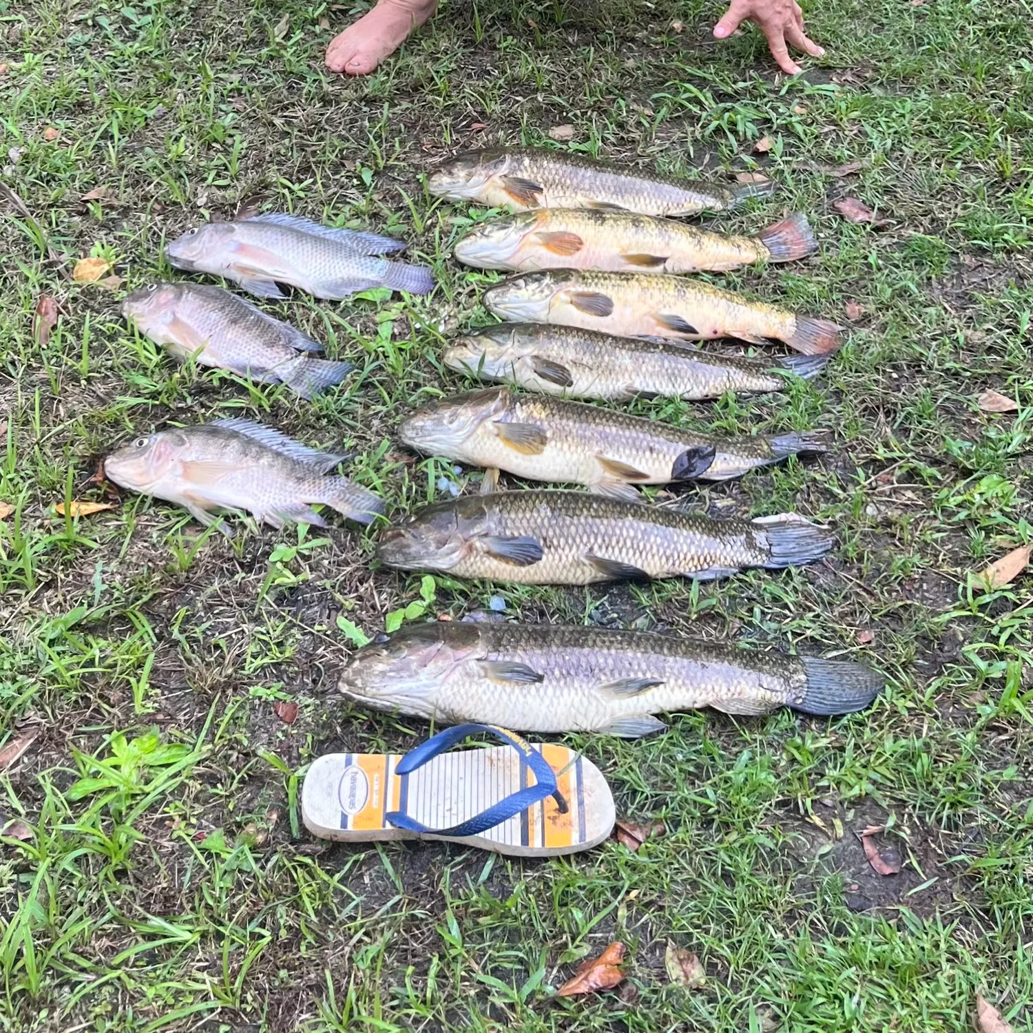 recently logged catches