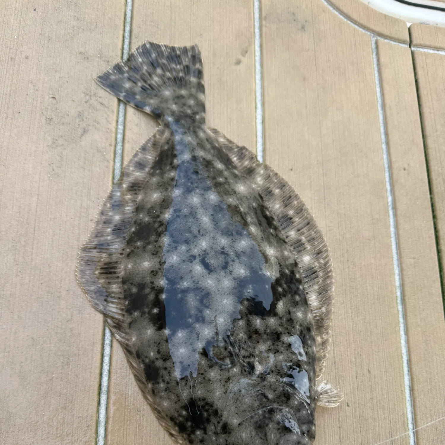 The most recent Summer flounder catches on Fishbrain