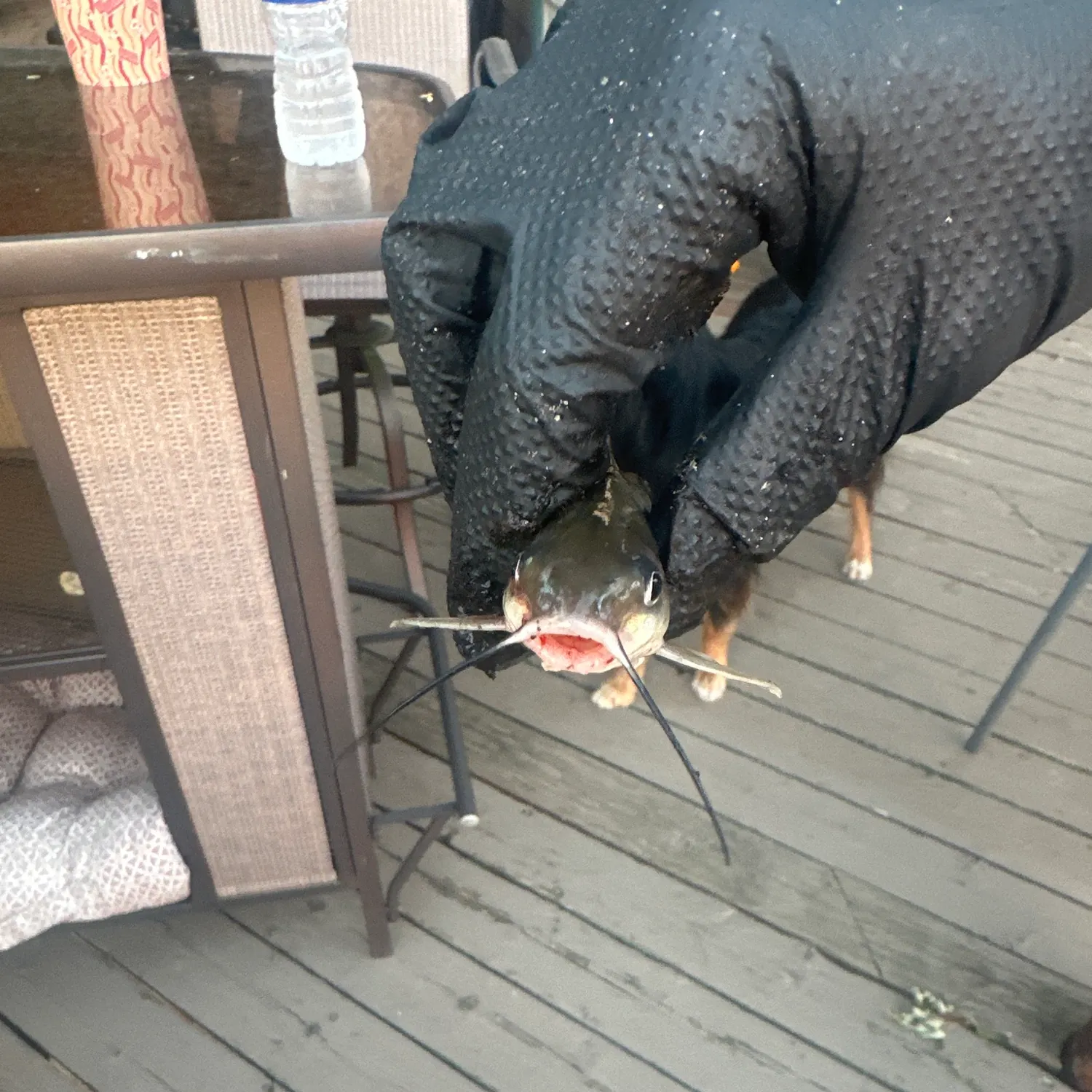 Channel catfish caught on Fishbrain