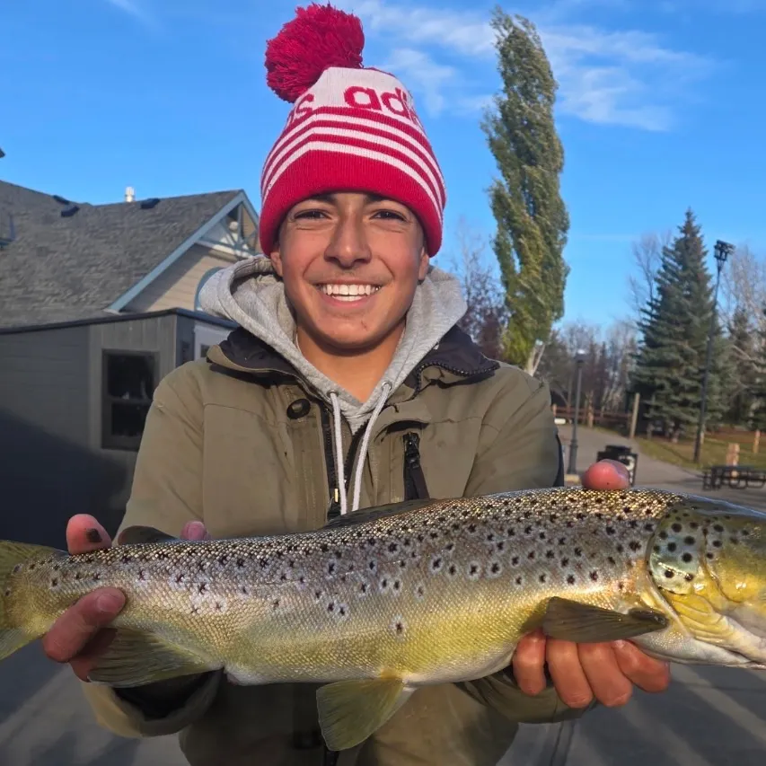 Brown trout caught on Fishbrain