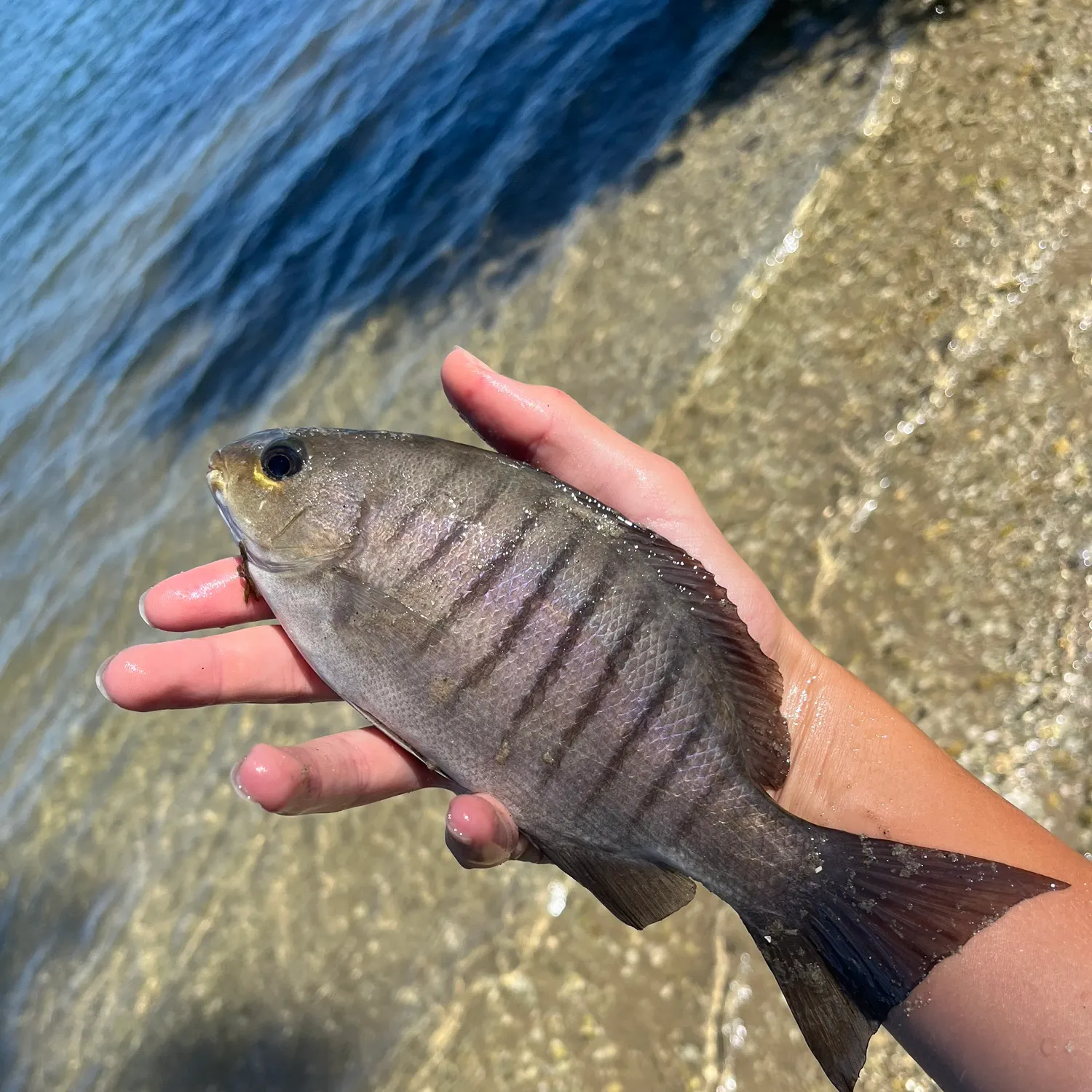 The most recent Luderick catches on Fishbrain