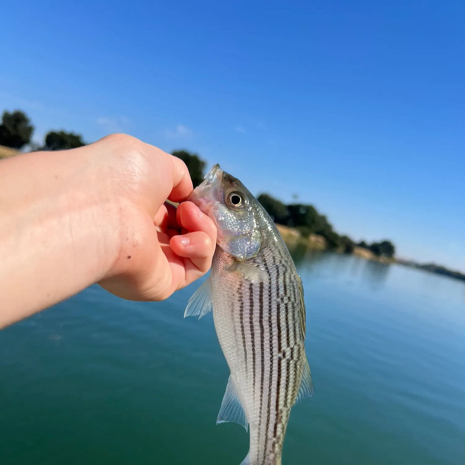 Striped bass caught on Fishbrain