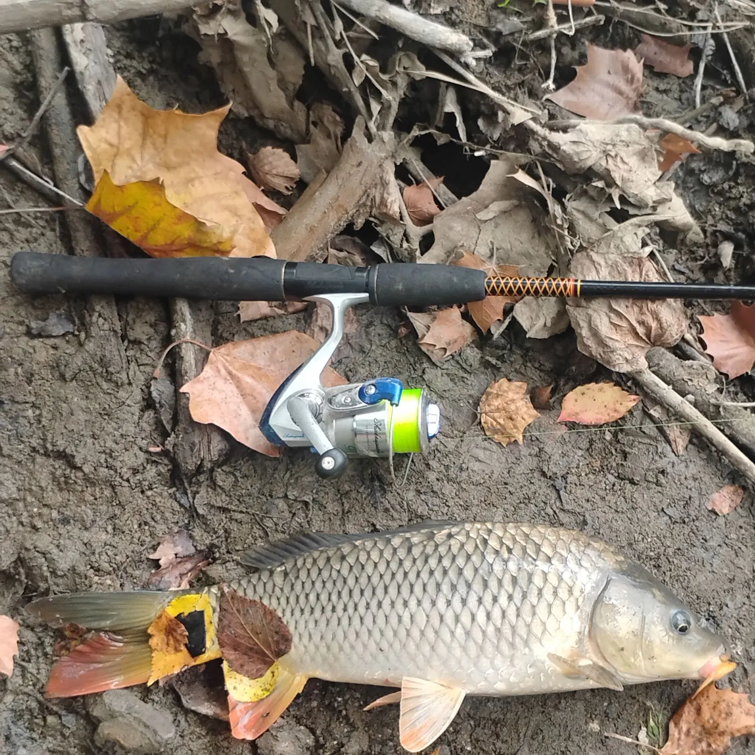Common carp caught on Fishbrain