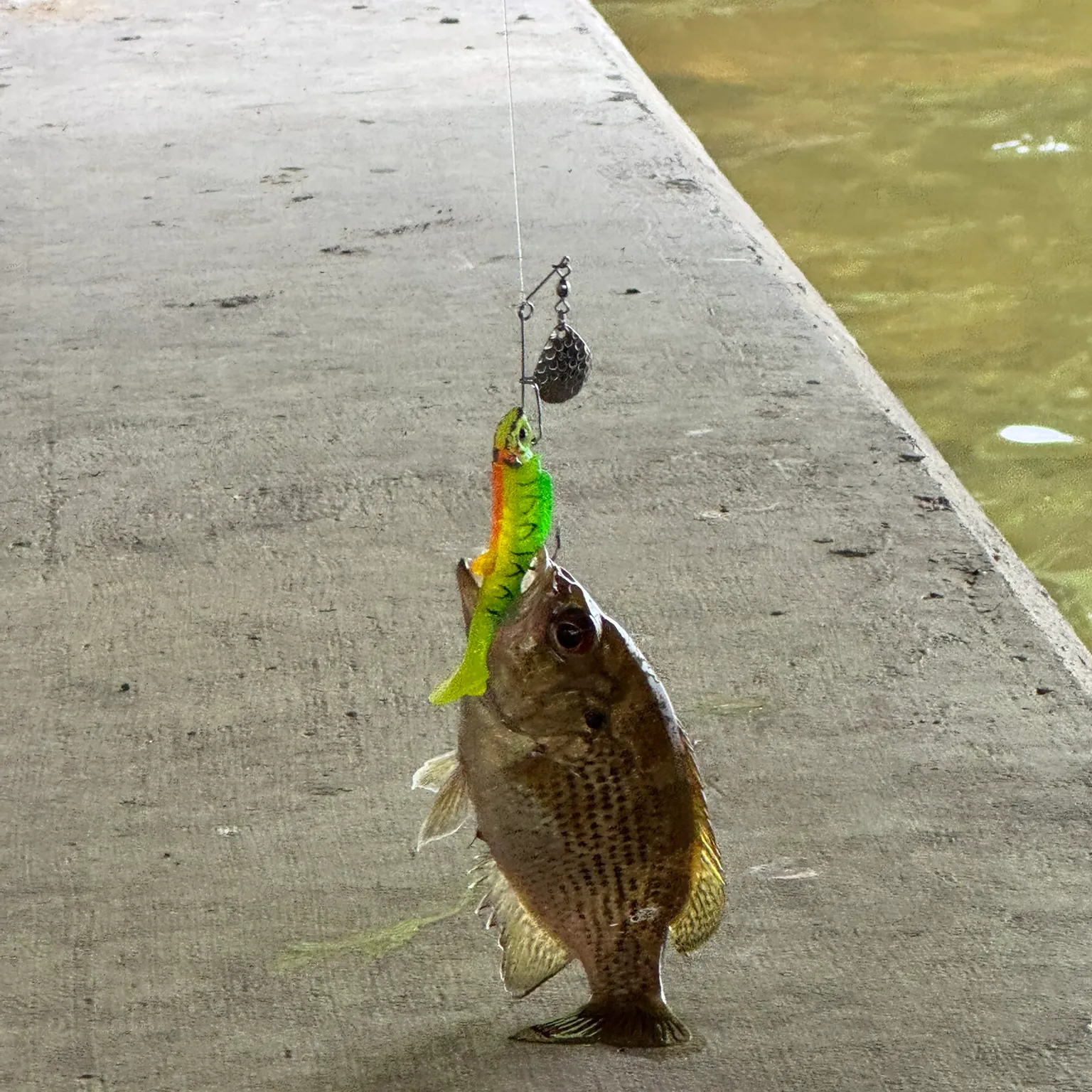 The most recent Rock bass catches on Fishbrain