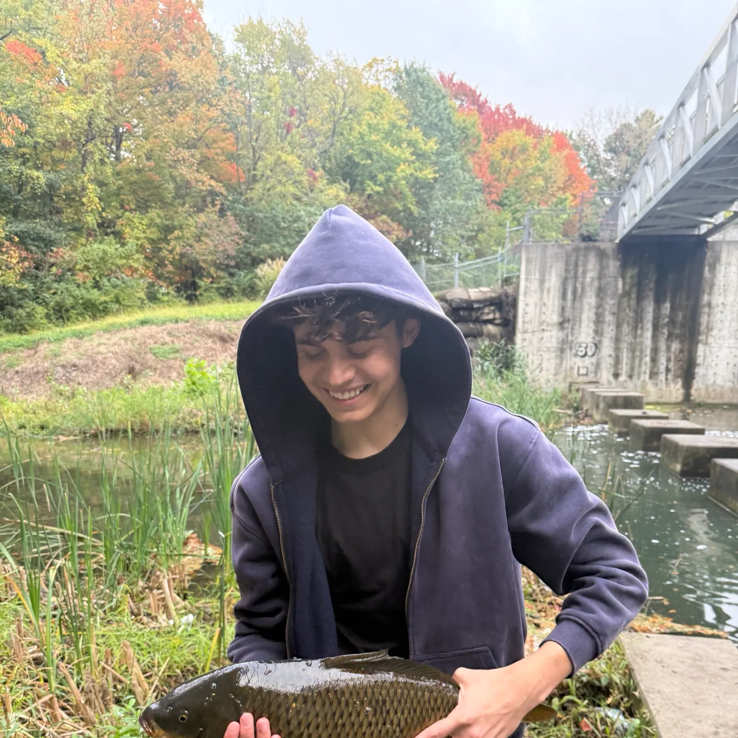 Common carp caught on Fishbrain