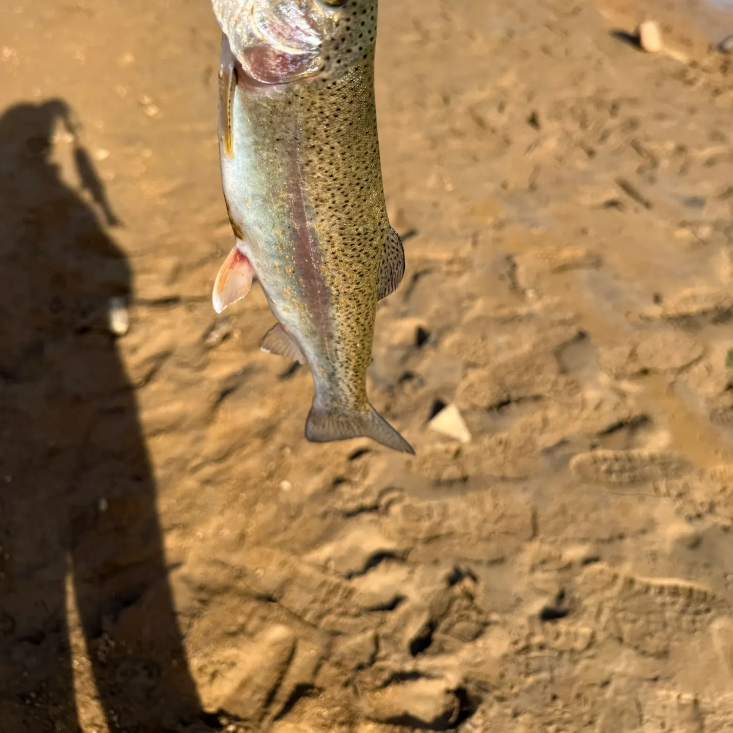 Rainbow trout caught on Fishbrain