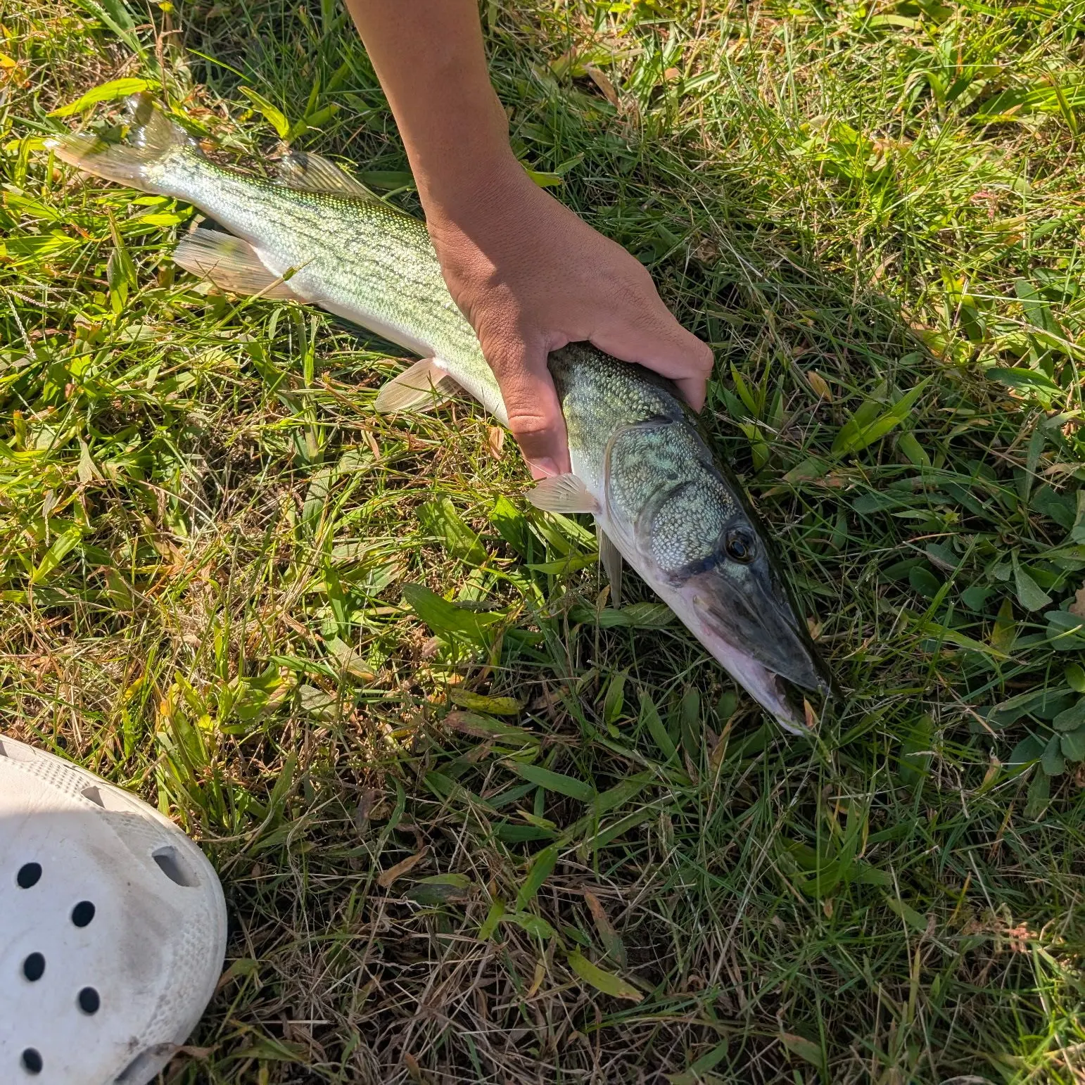 Chain pickerel caught on Fishbrain