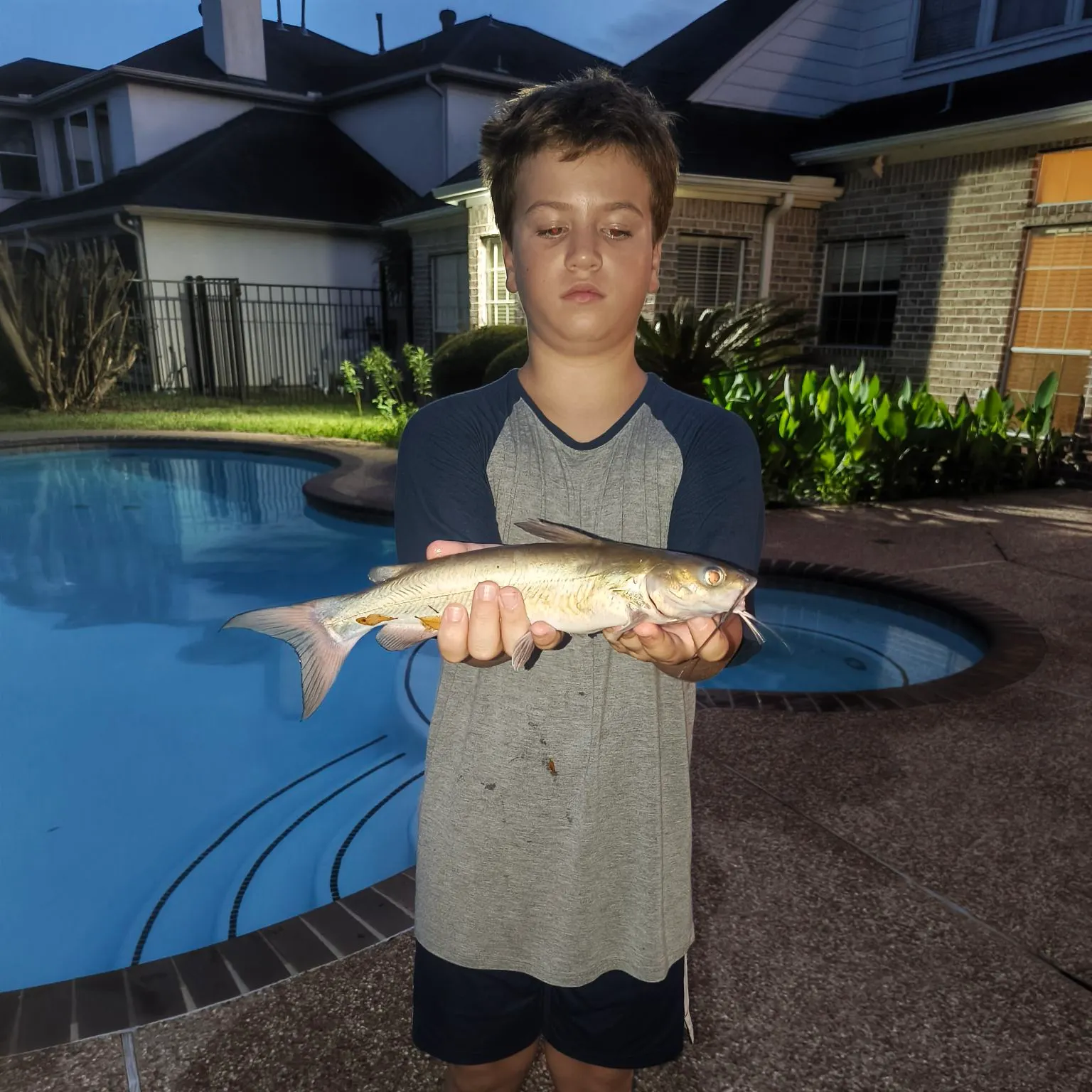 Channel catfish caught on Fishbrain