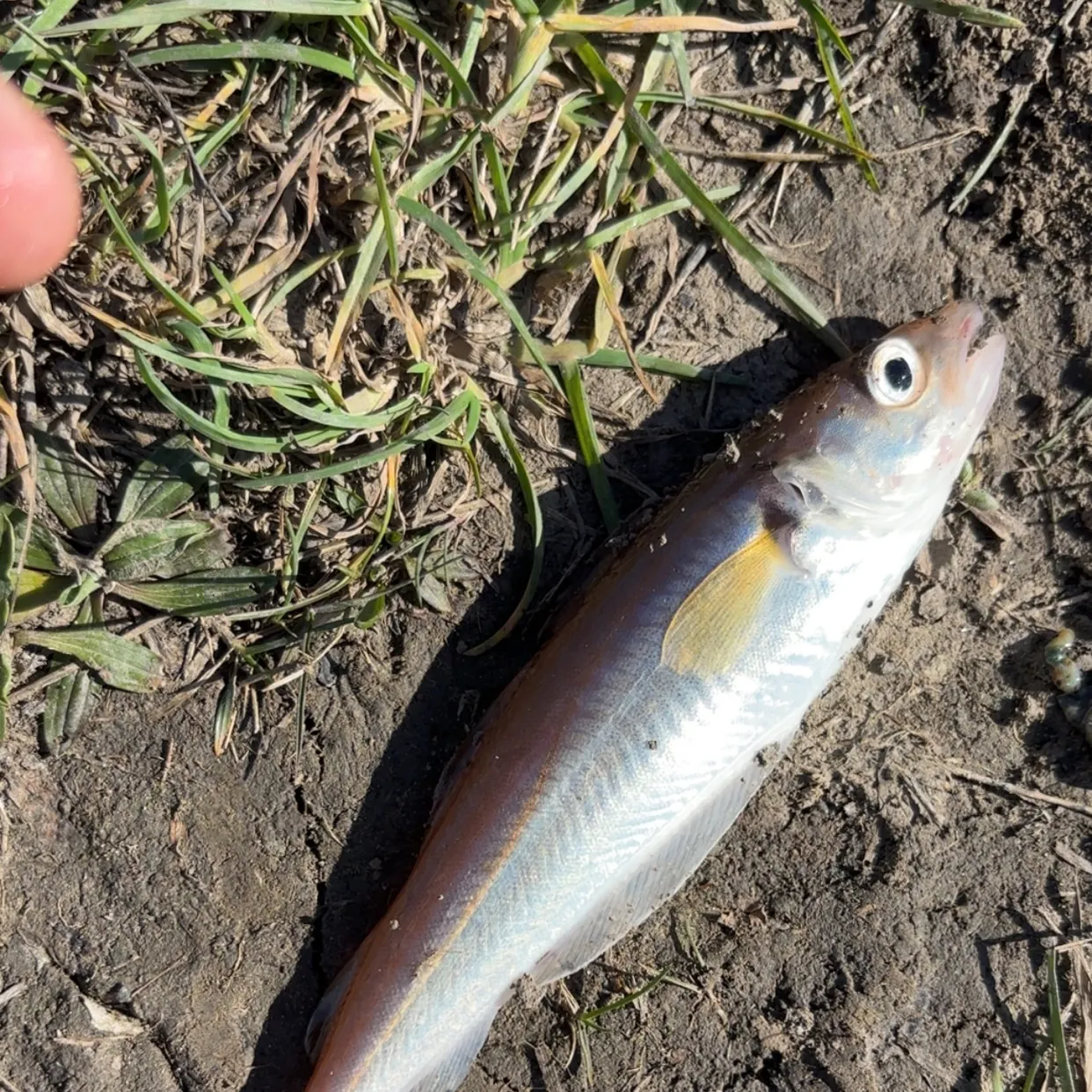 The most recent Whiting catches on Fishbrain