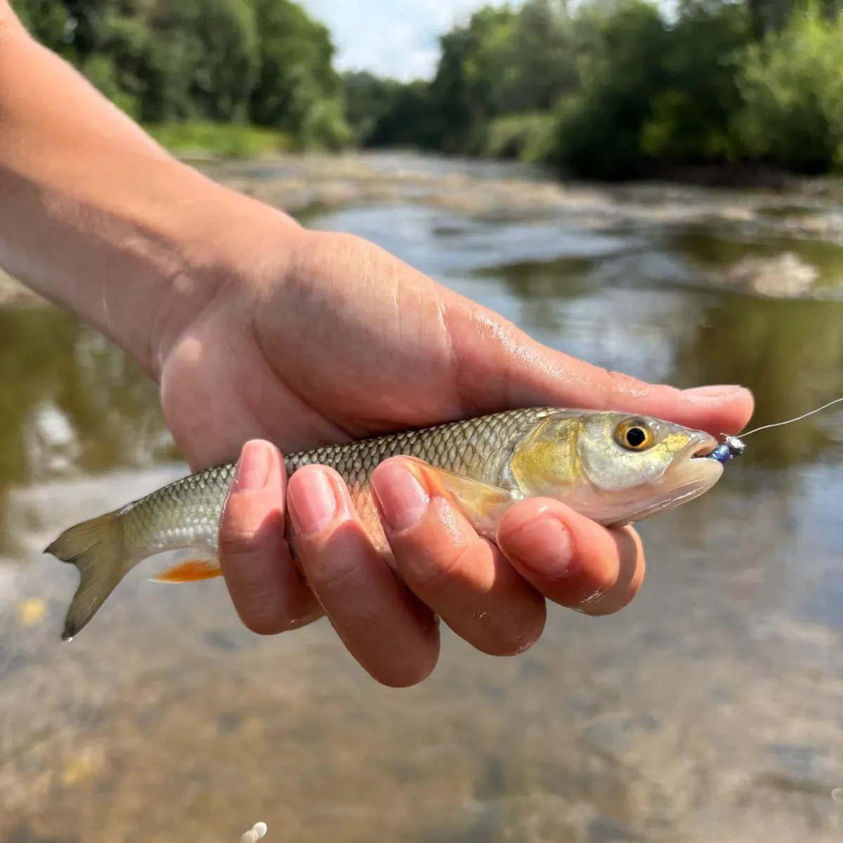 The most recent European chub catches on Fishbrain
