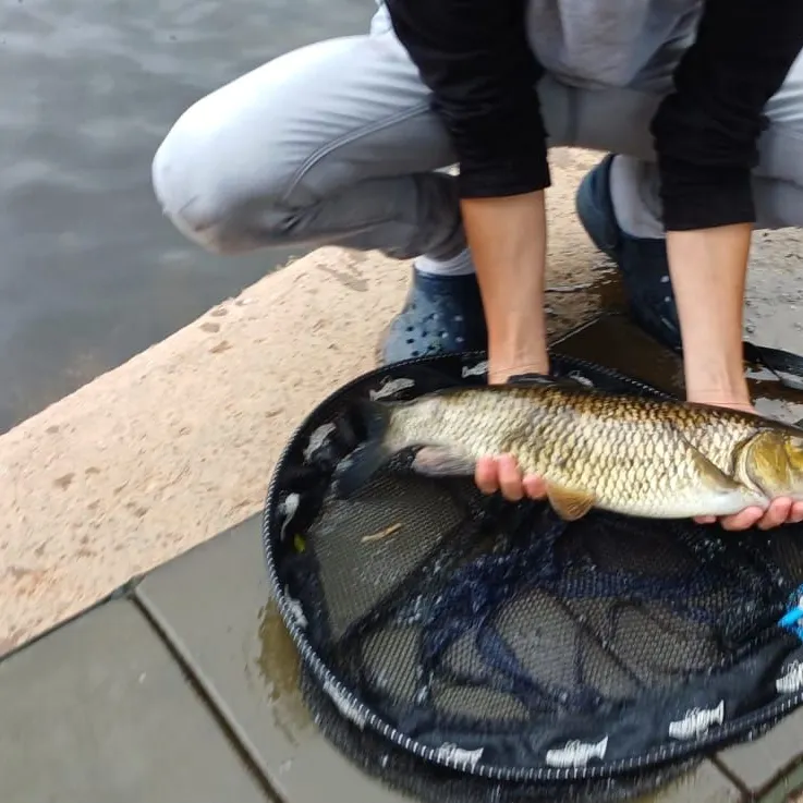 European chub caught on Fishbrain
