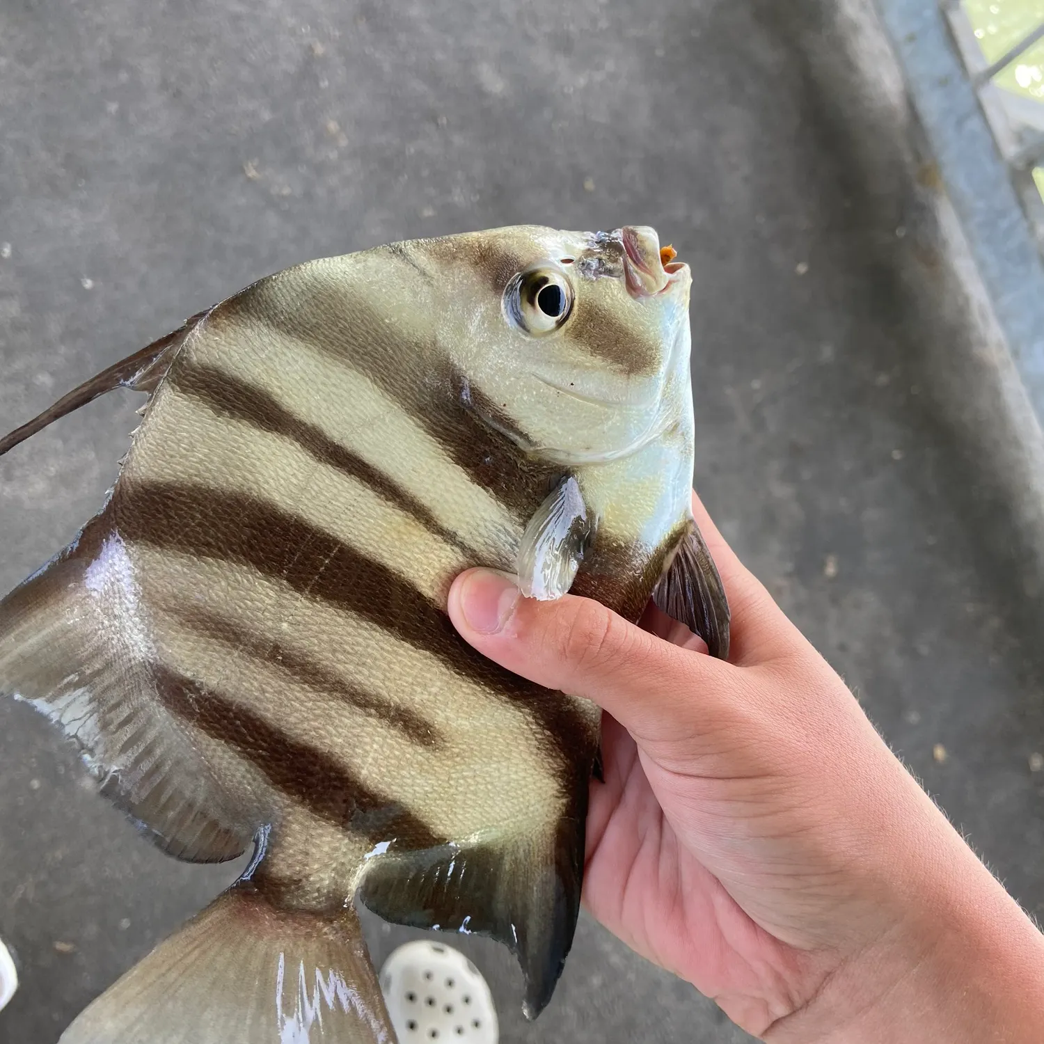 The most recent Atlantic spadefish catches on Fishbrain
