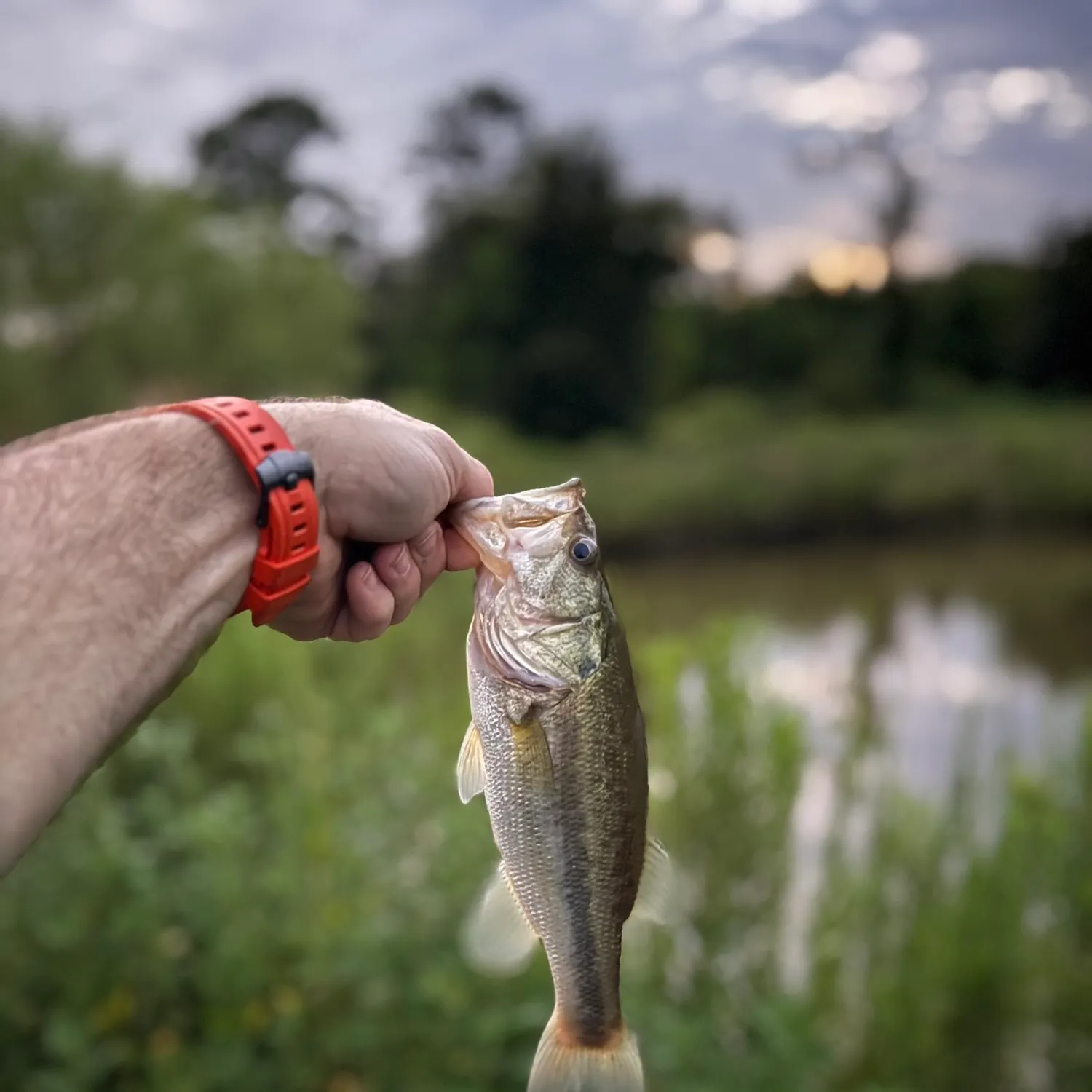 Largemouth bass caught on Fishbrain